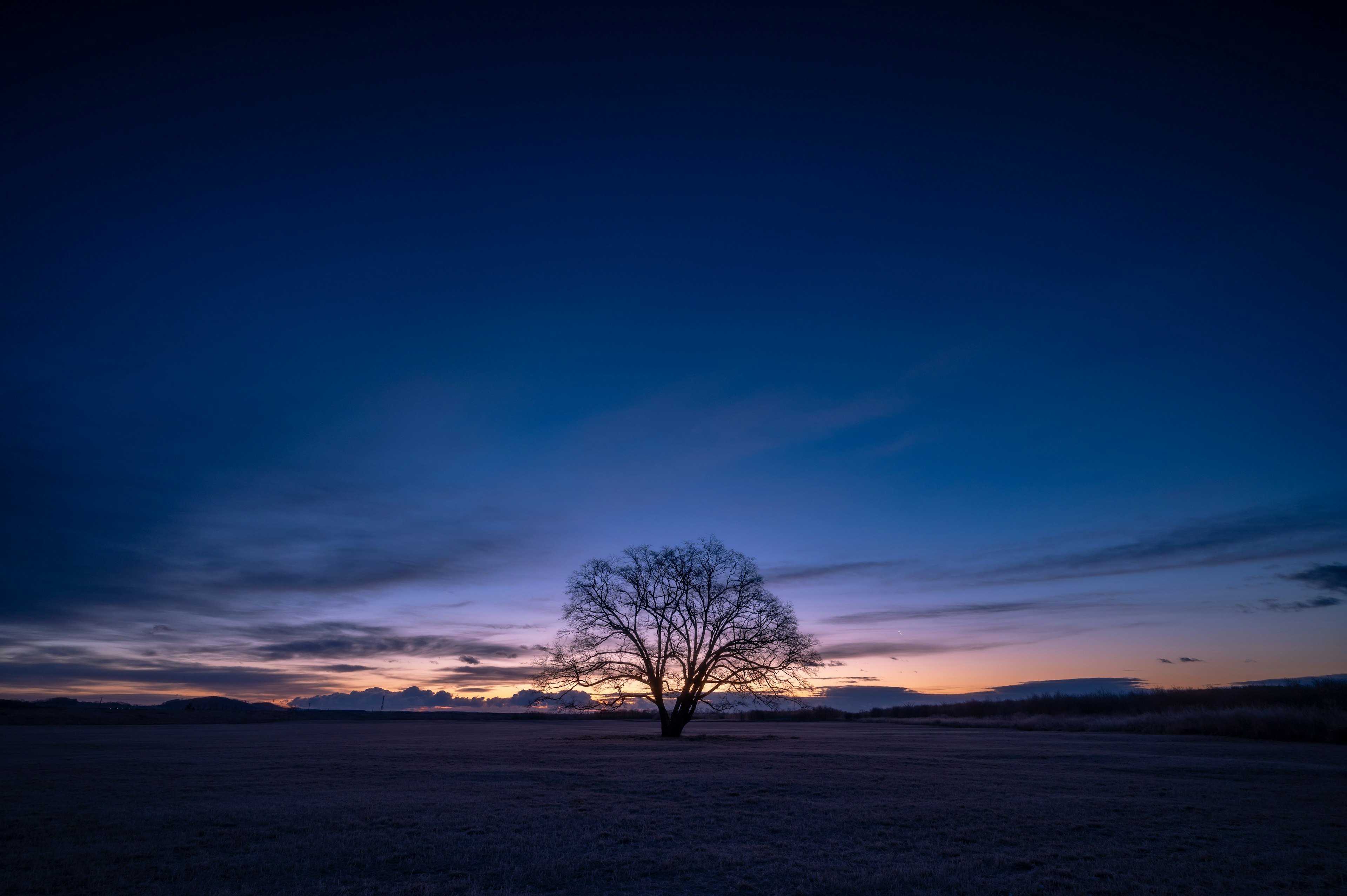 Silhouette di un albero contro un cielo al tramonto