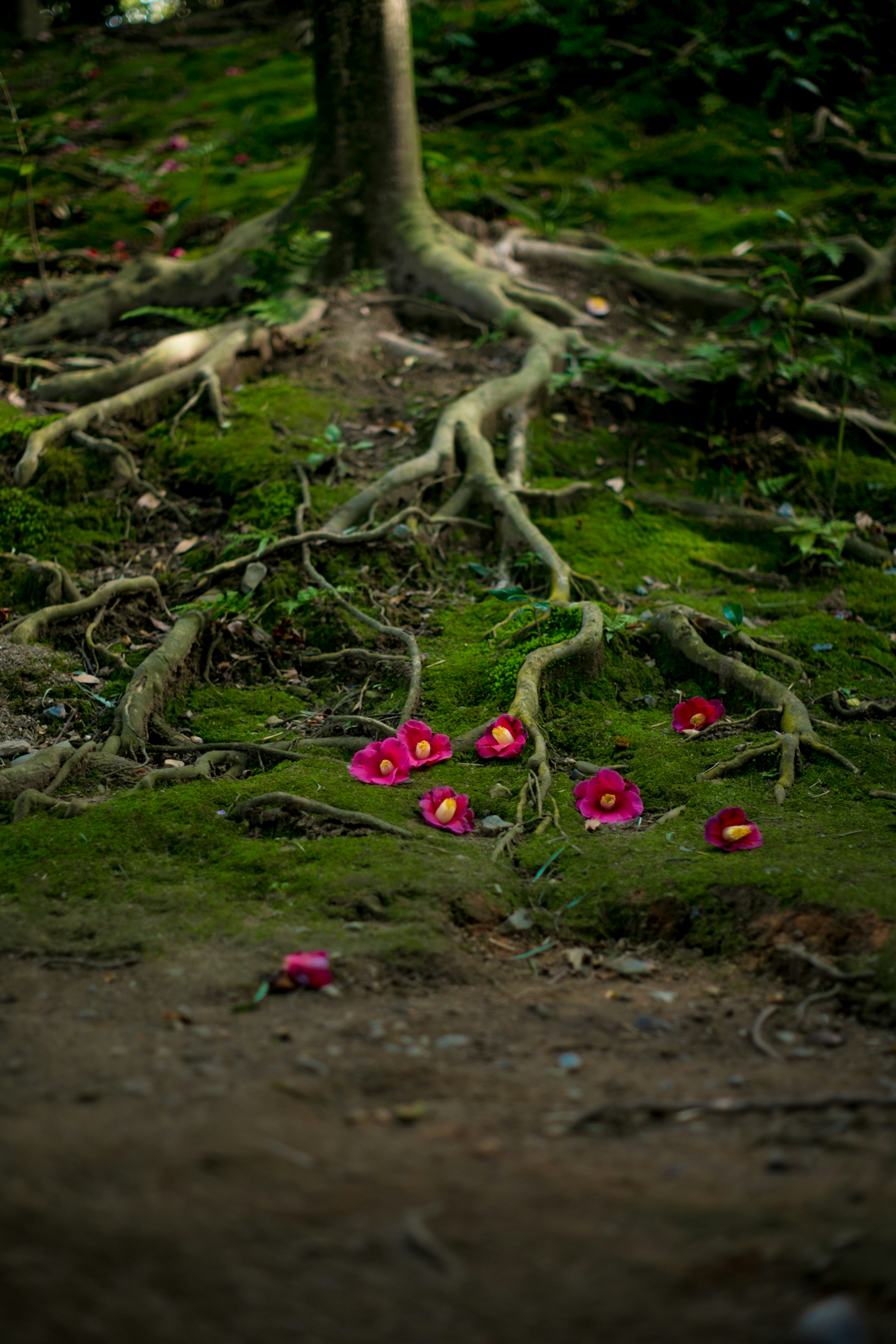 Scène forestière avec de la mousse verte et des fleurs rouges éparpillées