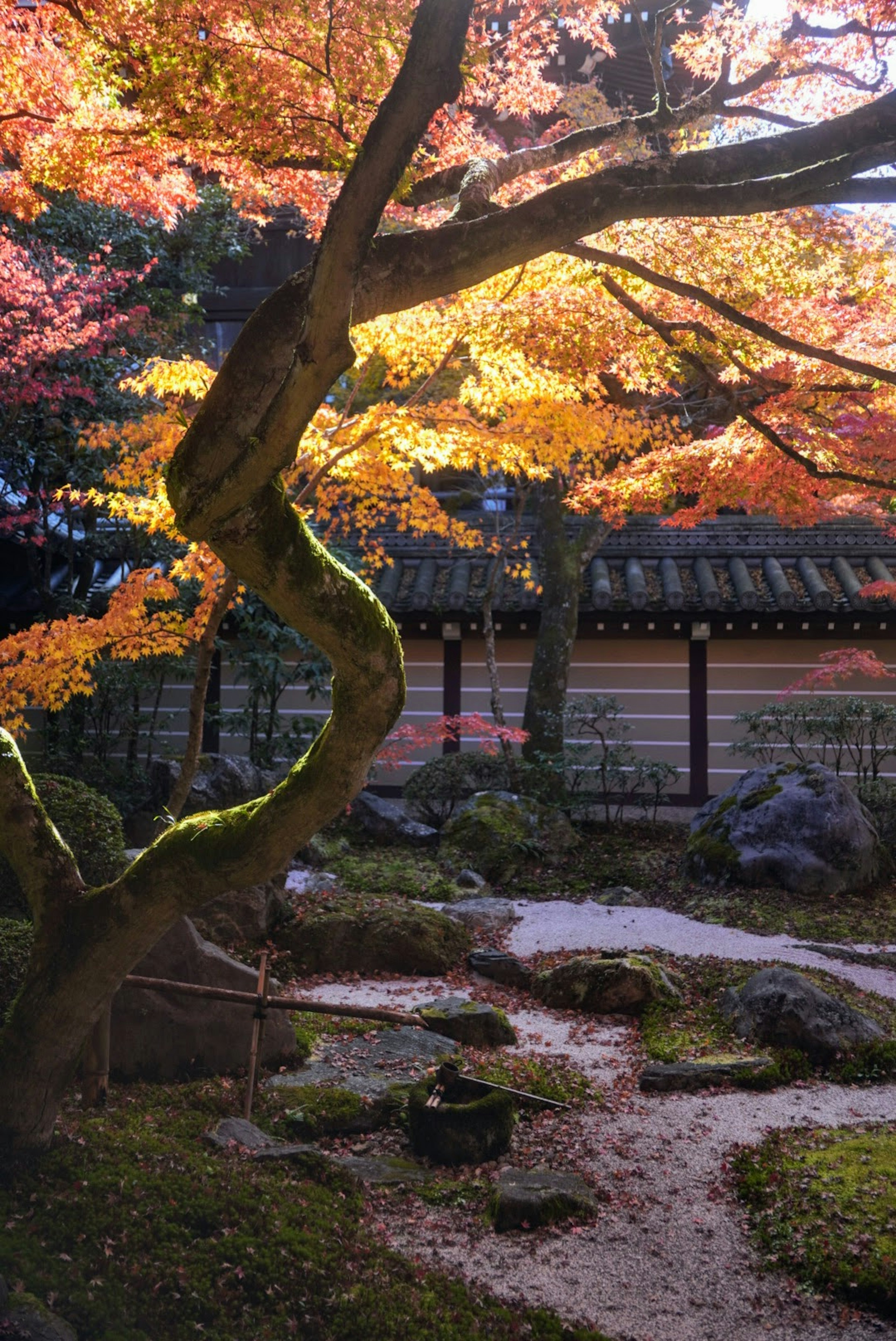 Scenic view of a Japanese garden with vibrant autumn leaves