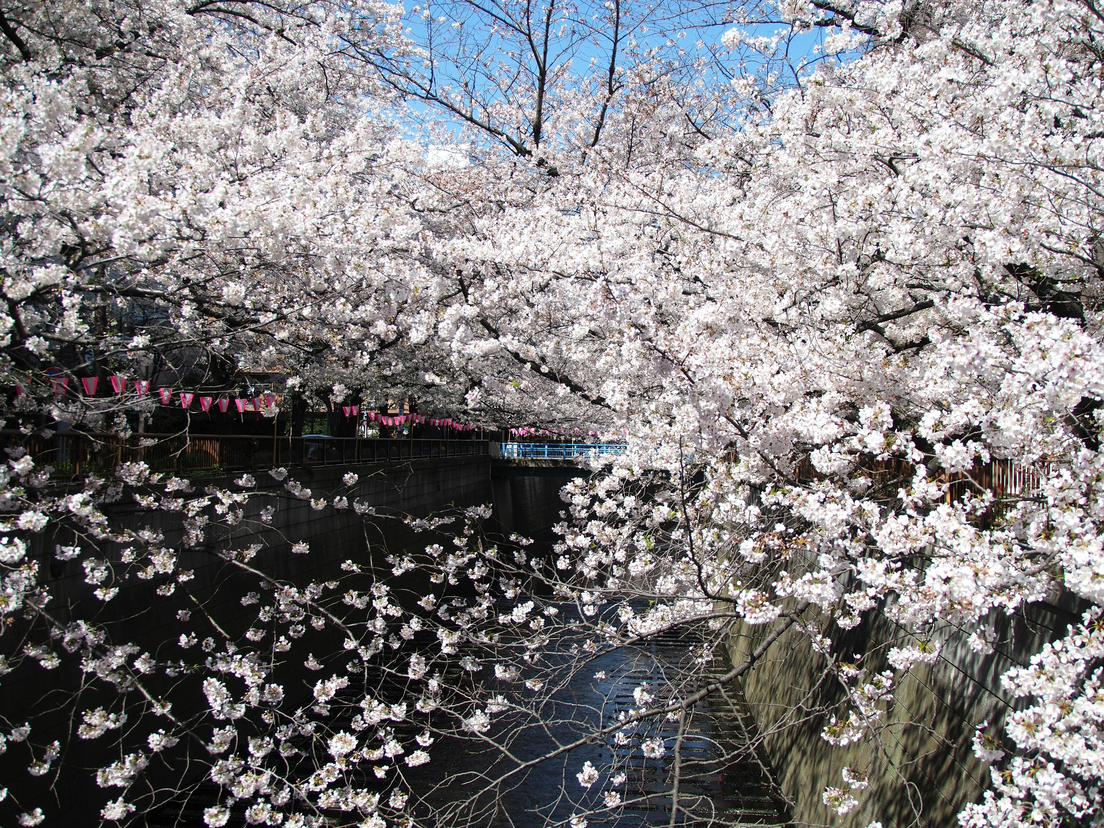 桜の花が満開の風景 青空と川が背景