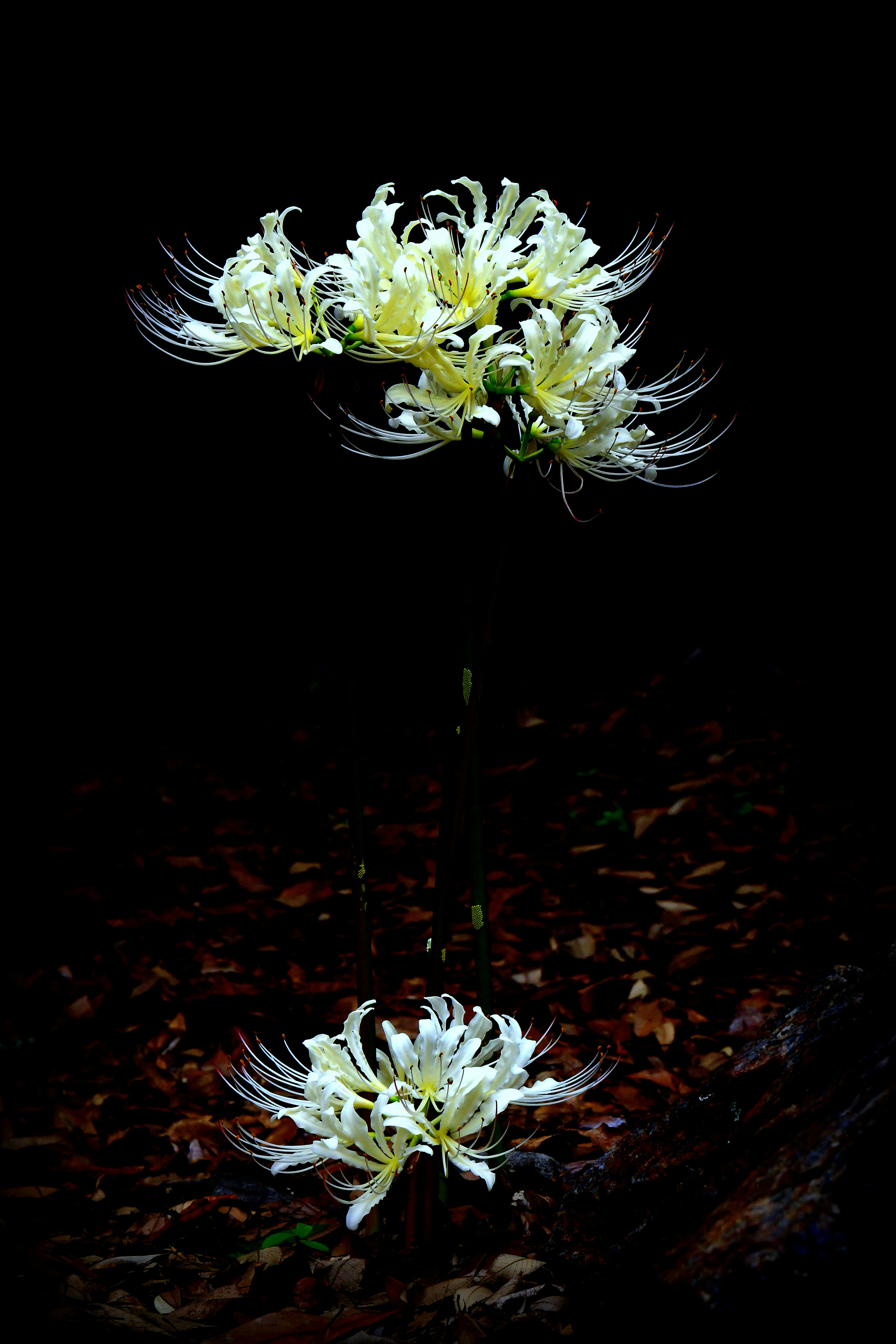 Cluster of white flowers against a dark background