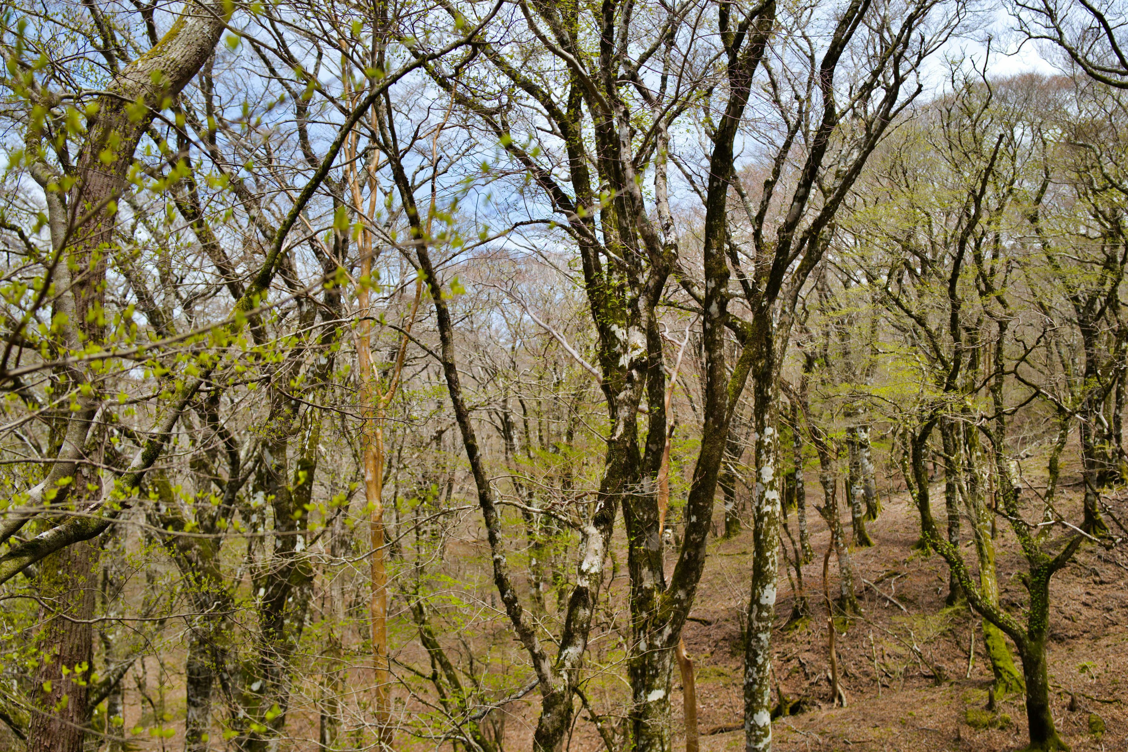 Escena forestal con hojas verdes brotando árboles delgados y luz suave