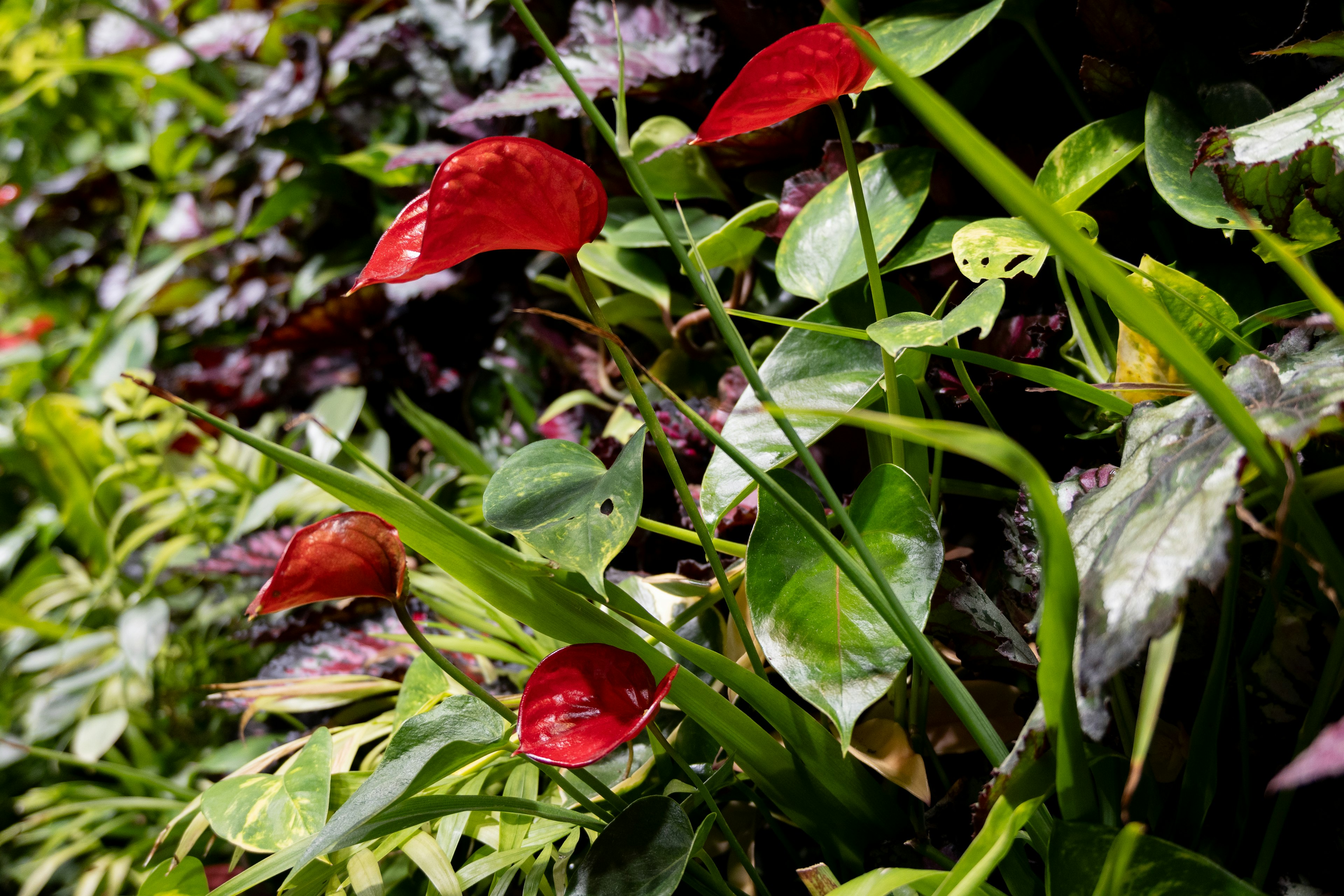 bunga anthurium merah cerah dikelilingi daun hijau