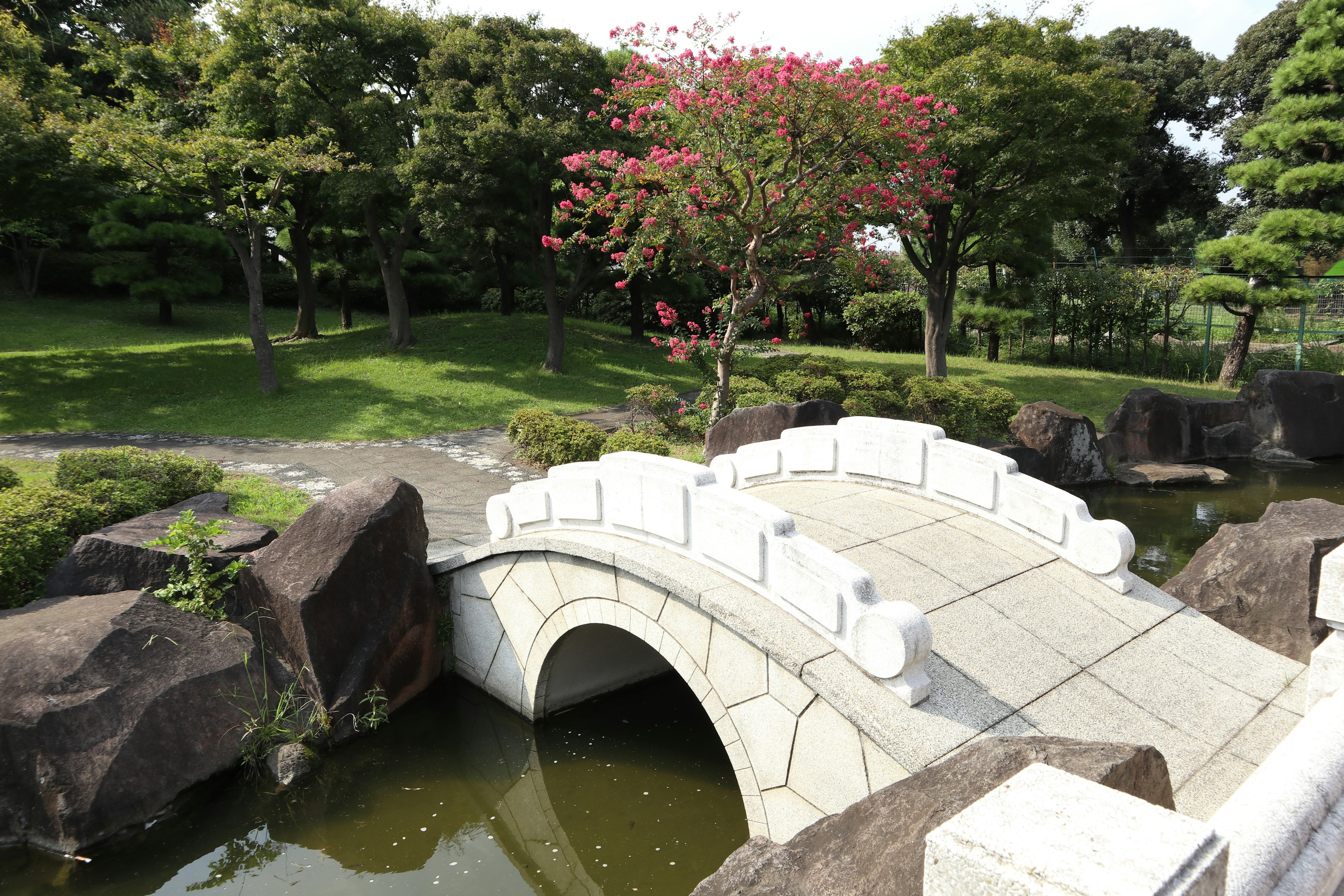 Un pont blanc en arc dans un beau jardin japonais entouré d'arbres verts