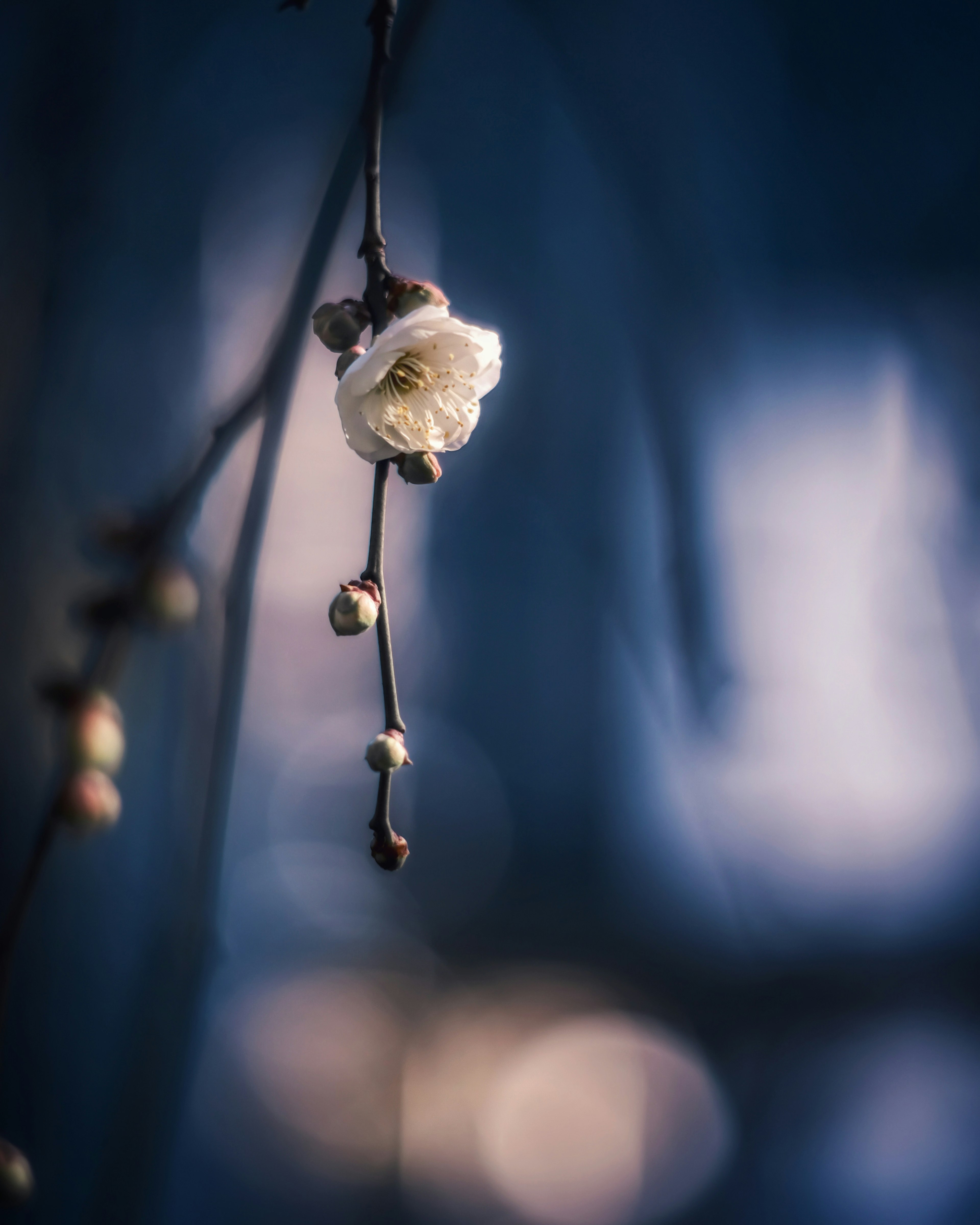 Una rama con una flor blanca y brotes contra un fondo azul