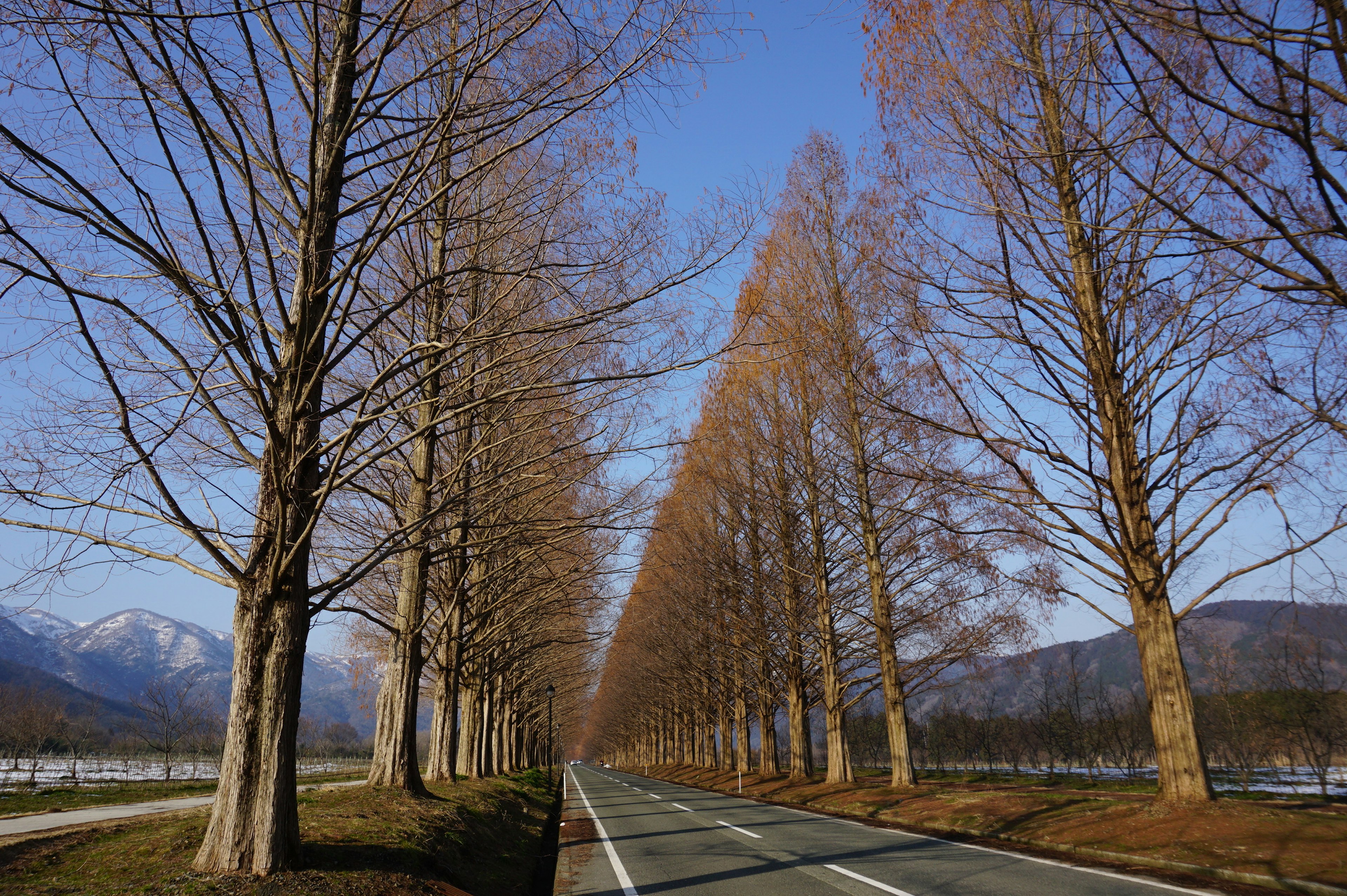 Strada fiancheggiata da alberi sotto un cielo blu chiaro con alberi spogli