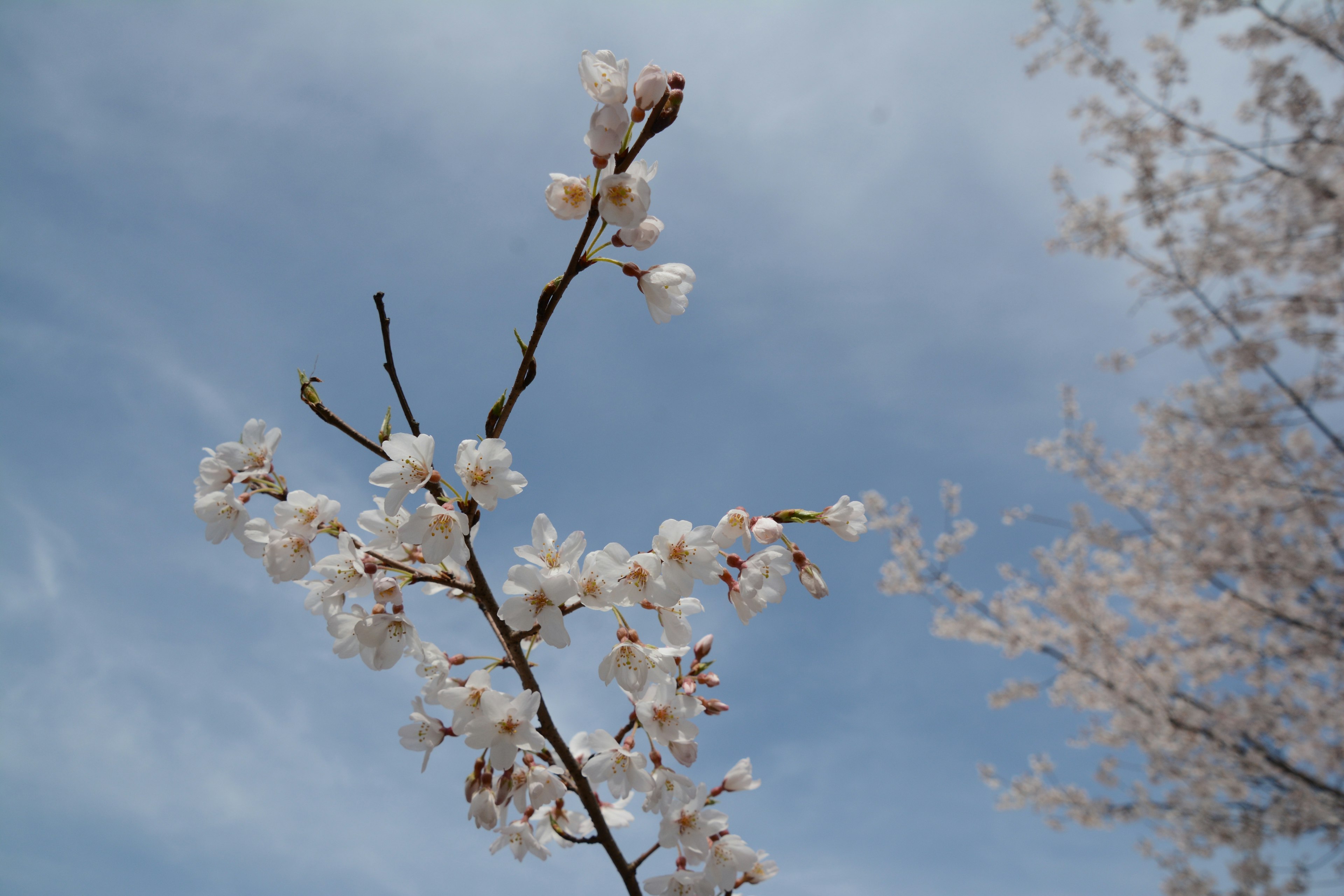 Branch of white cherry blossoms under a blue sky