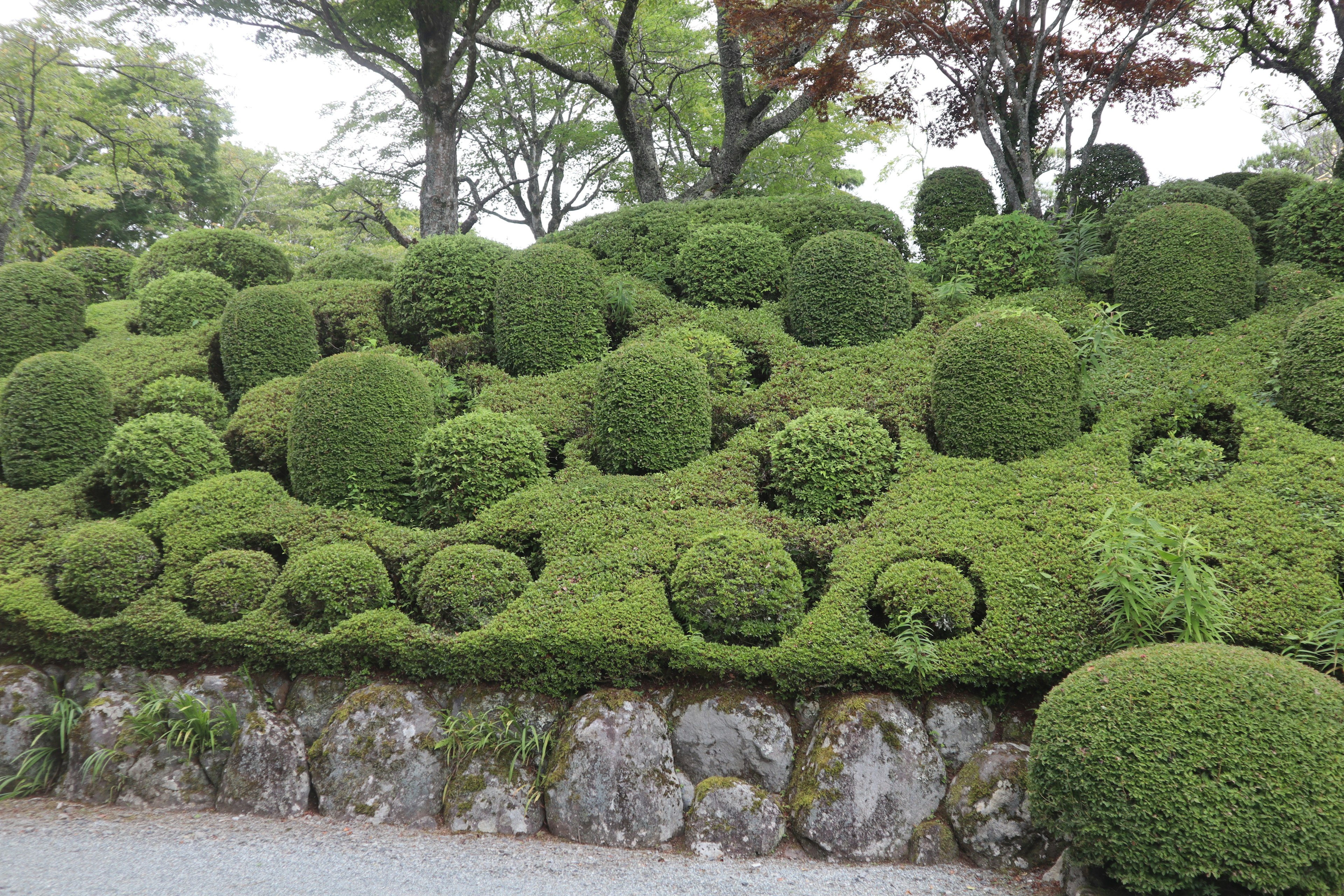 緑の球状の植え込みが美しい庭園の景色