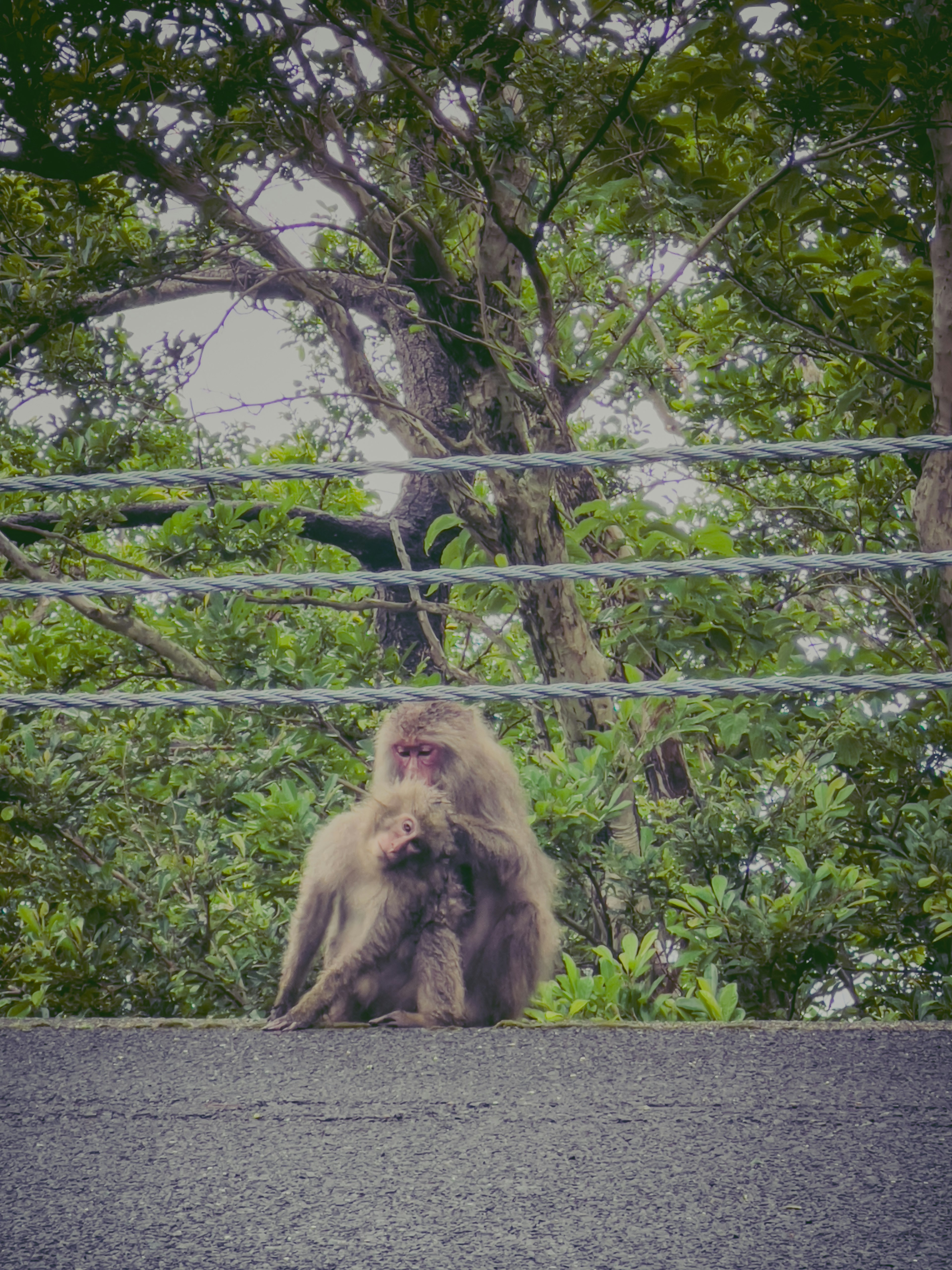 Ein Affe sitzt auf einer Kante vor einem üppig grünen Hintergrund