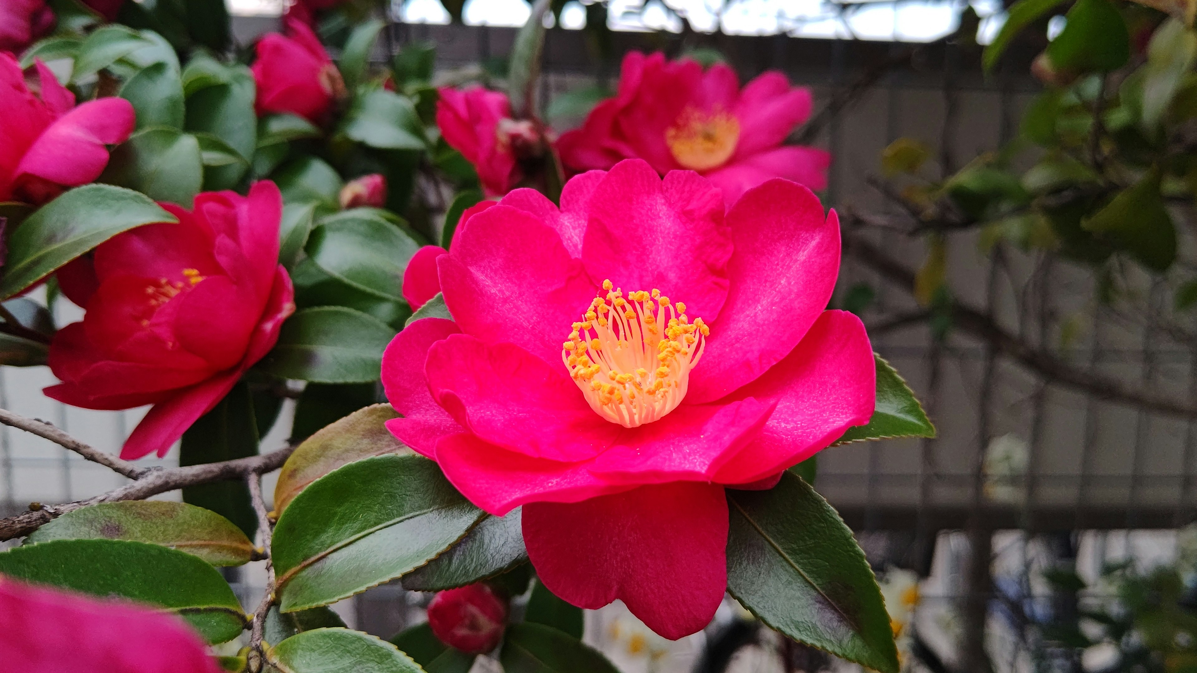 Primo piano di un fiore di camelia rosa vibrante su un ramo