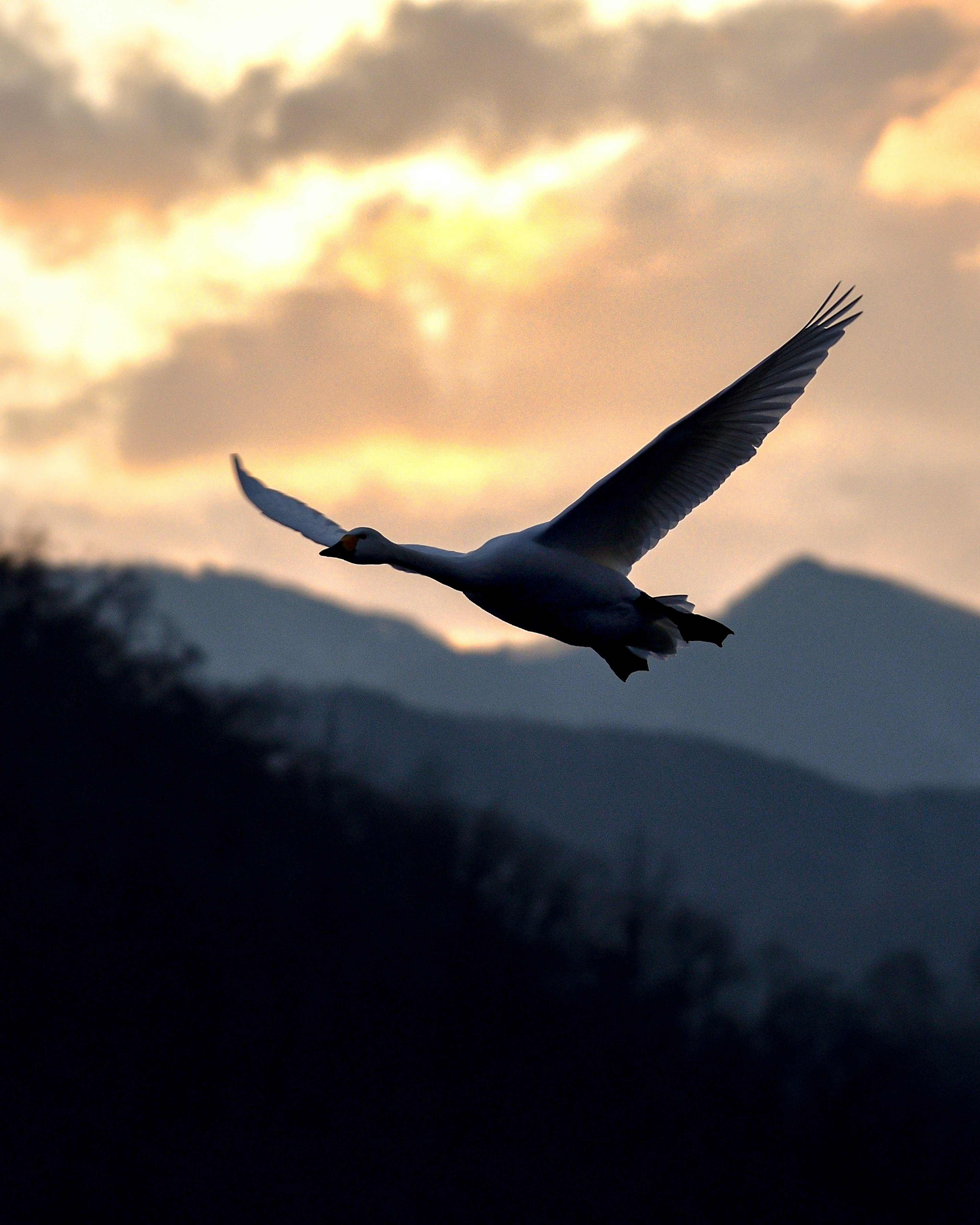 Silhouette di un cigno in volo contro uno sfondo di tramonto