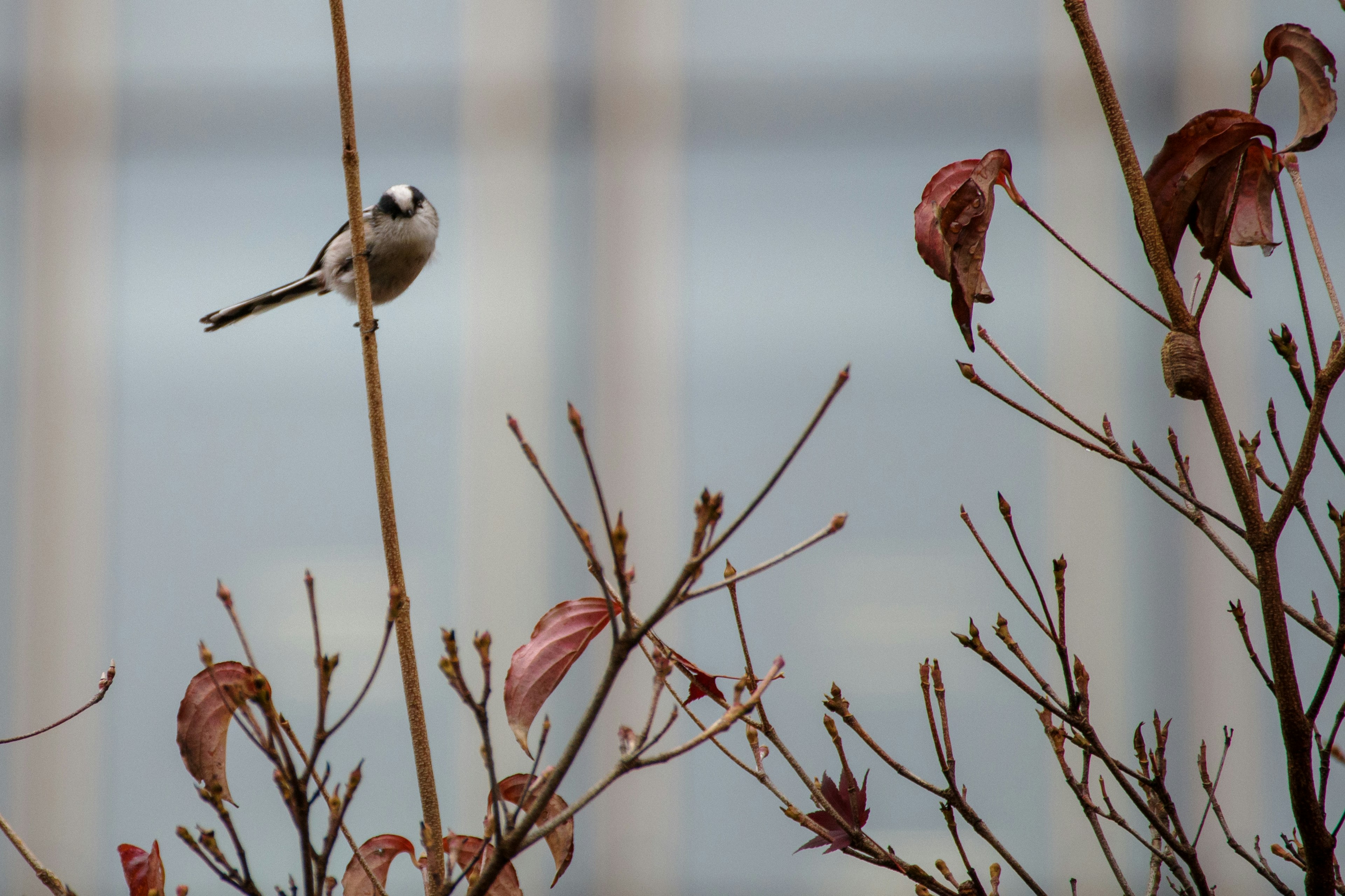 Petit oiseau perché sur une brindille avec des feuilles sèches en arrière-plan