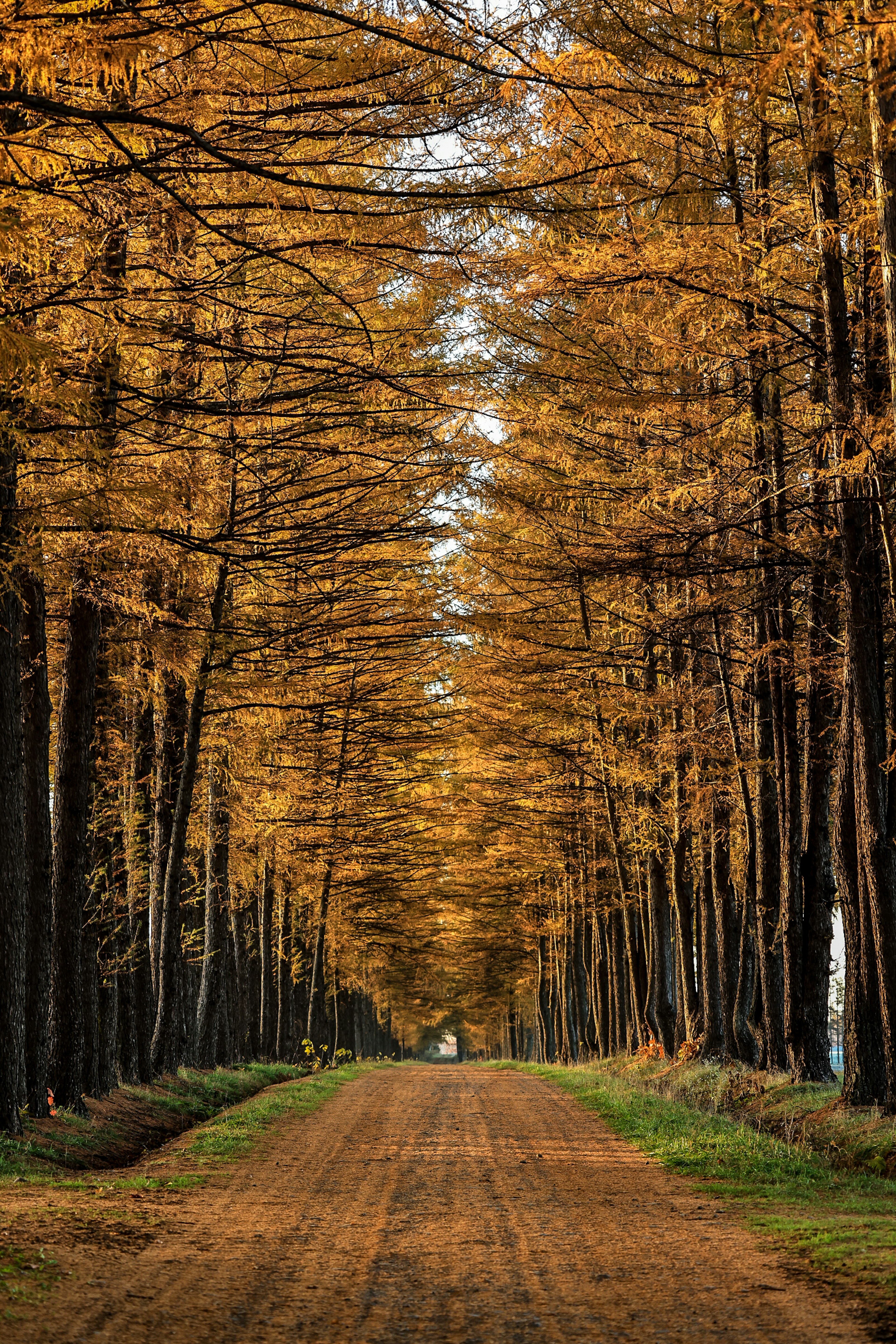 Un chemin serein bordé d'arbres dorés en automne