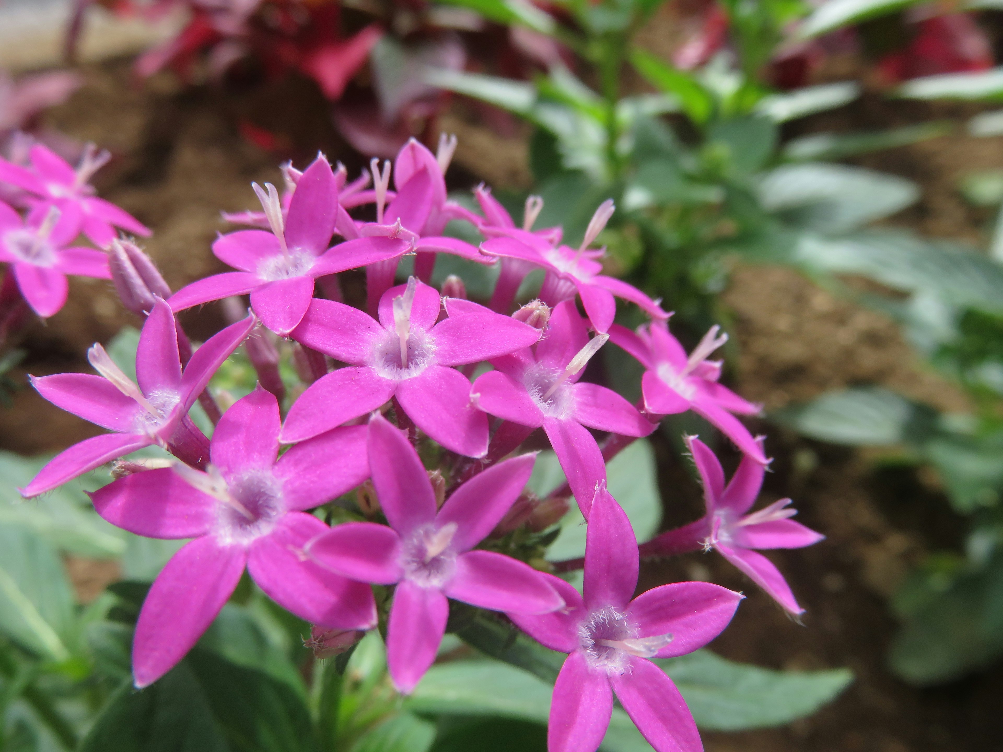 Acercamiento de flores rosas vibrantes con pétalos en forma de estrella