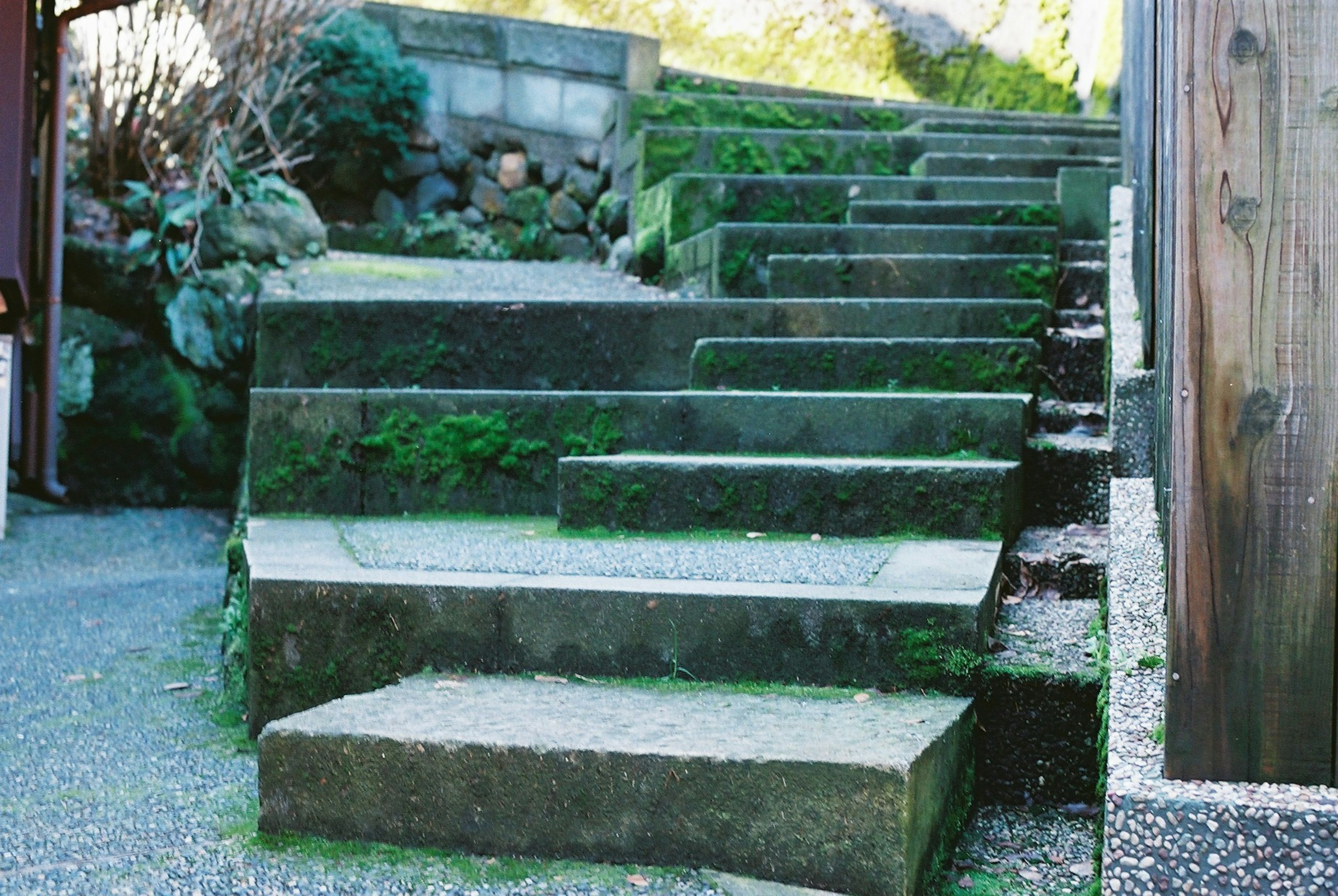 苔むした石の階段と周囲の自然