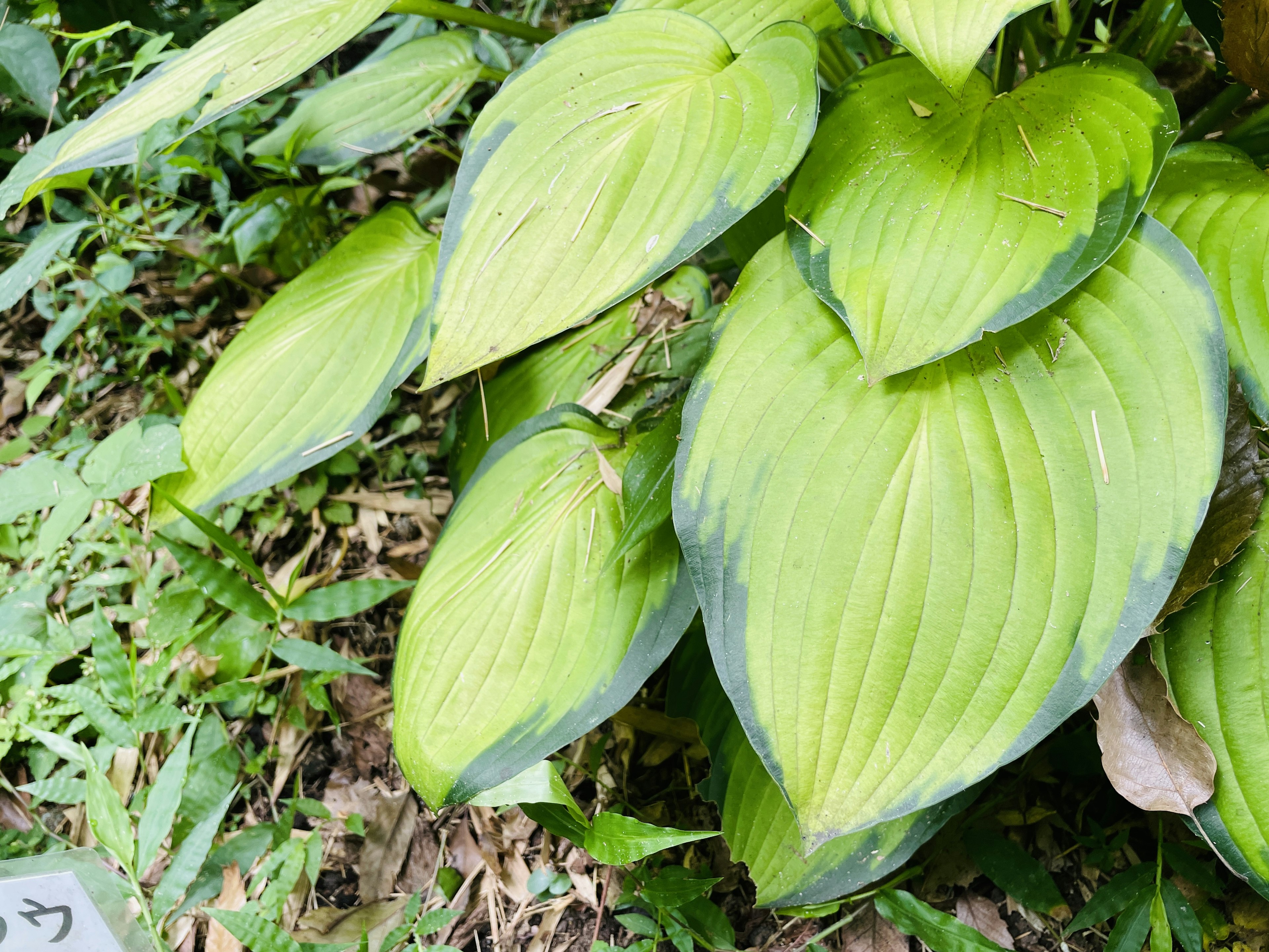 Pianta verde lussureggiante con grandi foglie in un ambiente naturale