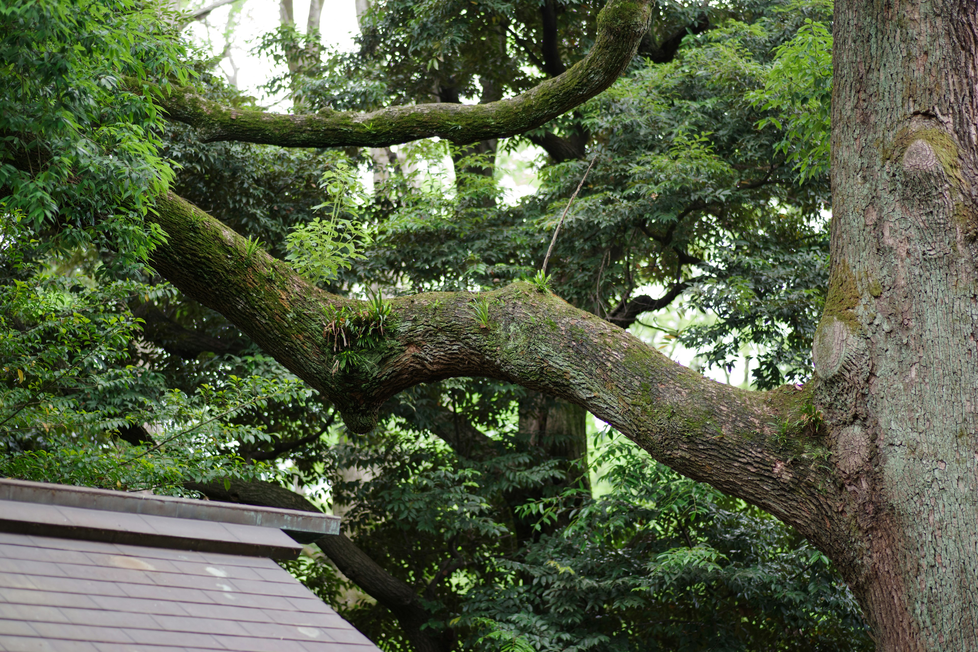 Large tree branches covered in moss surrounded by lush greenery