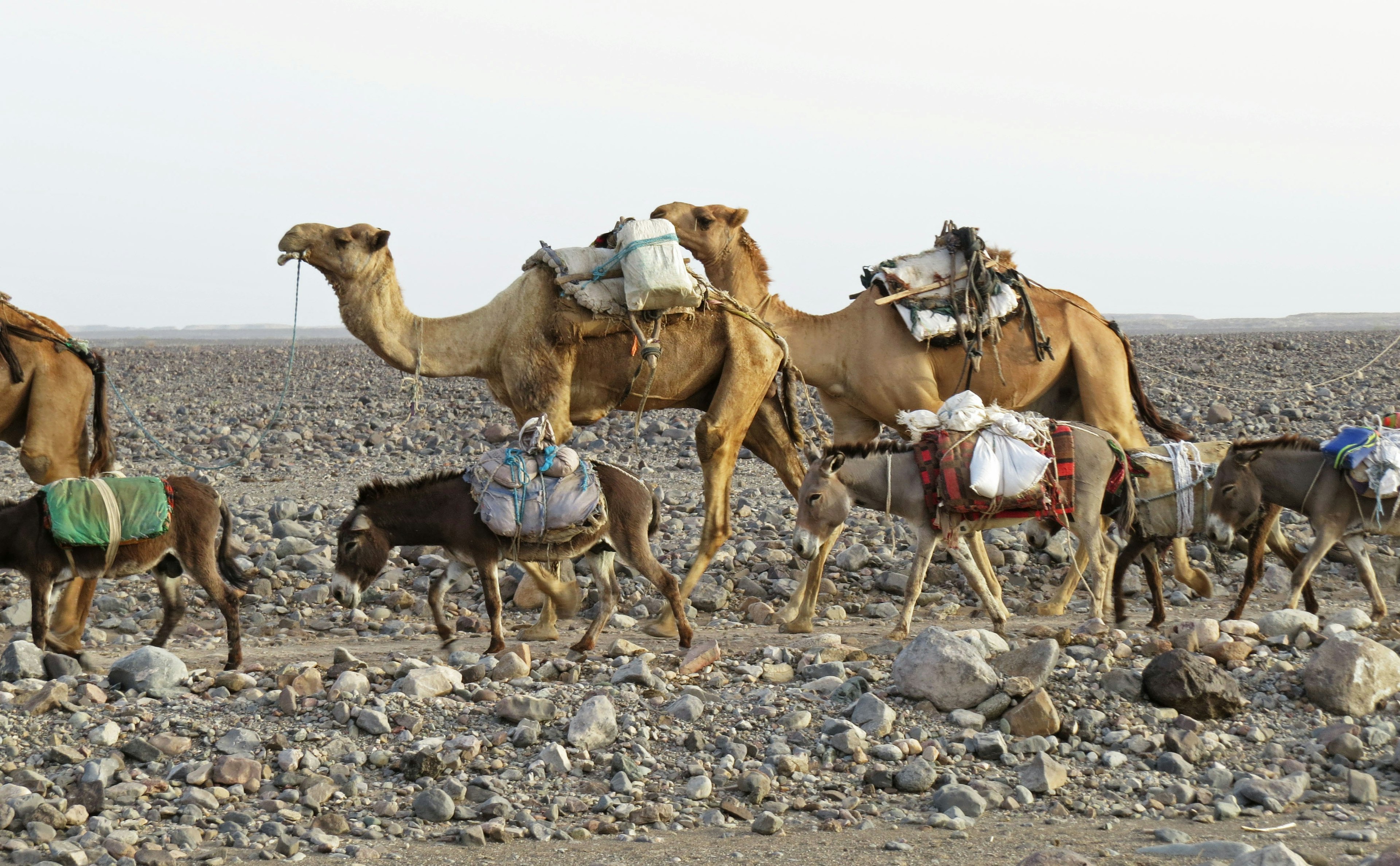 Un rebaño de camellos y burros caminando en el desierto llevando cargas