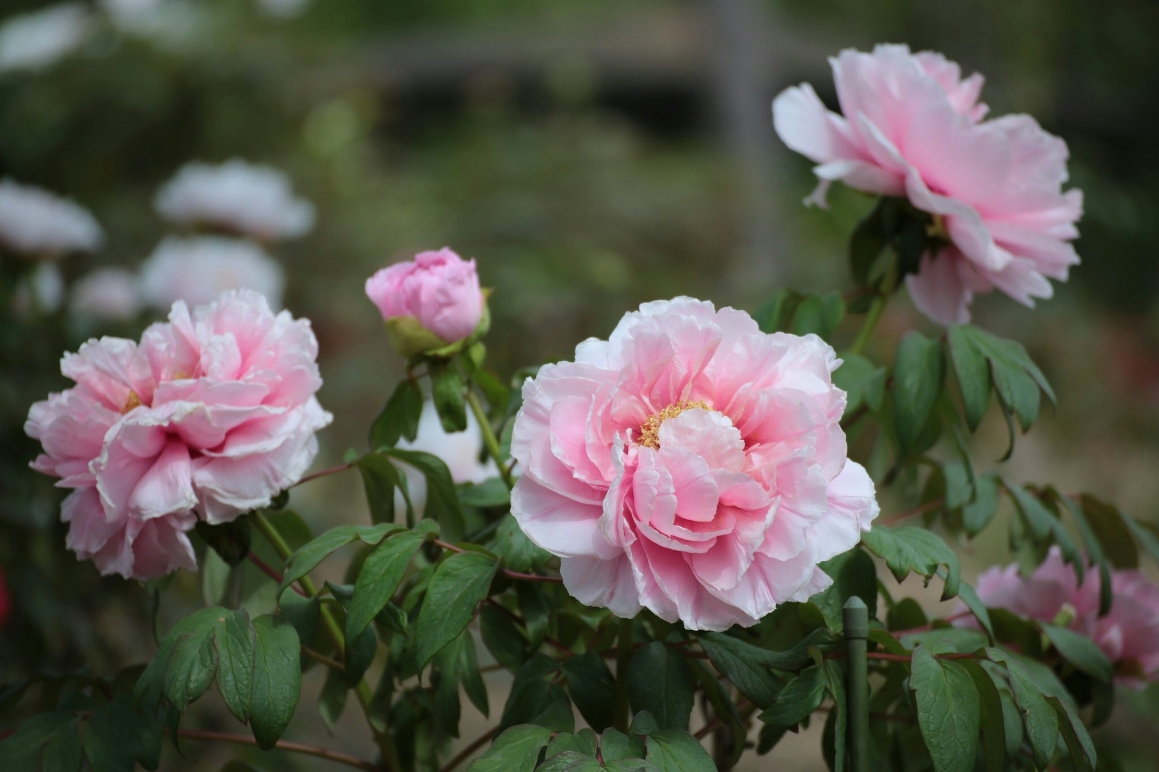 Paeonias con pétalos rosados suaves floreciendo en un jardín