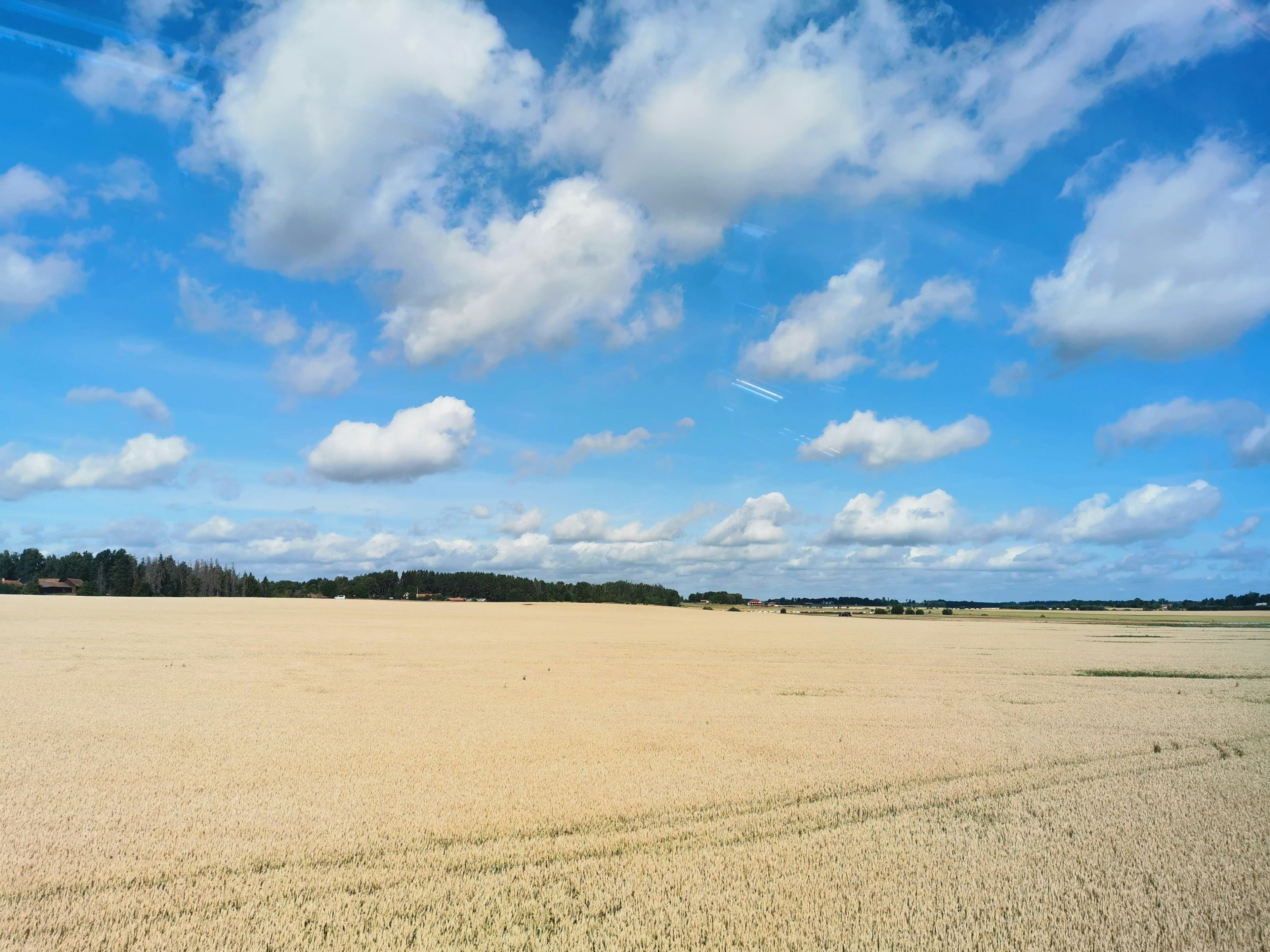 Un paesaggio sereno con un vasto campo di grano sotto un cielo blu brillante e nuvole bianche e soffici