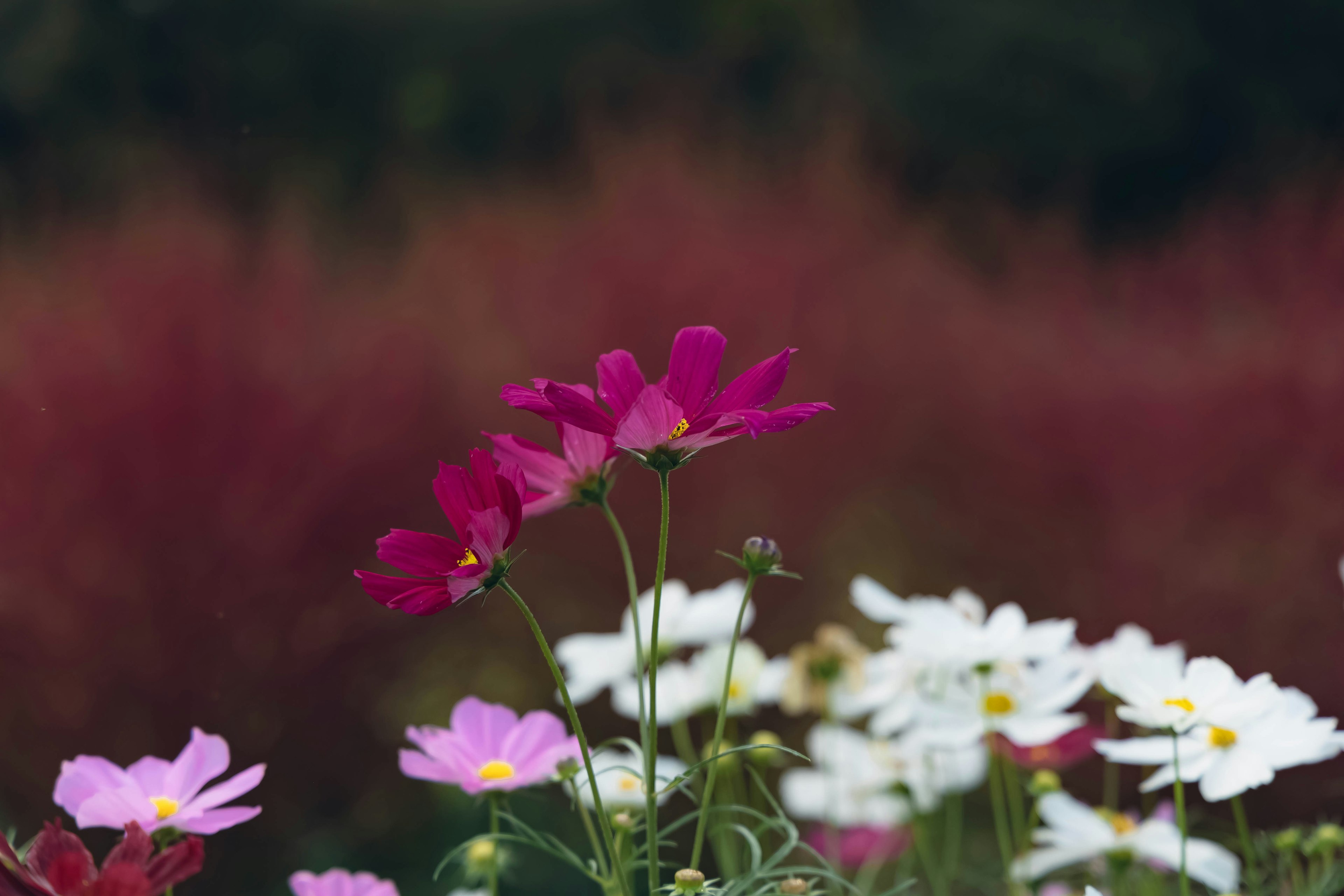 Fiori colorati in fiore con fiori viola e bianchi in primo piano su uno sfondo di fogliame rosso