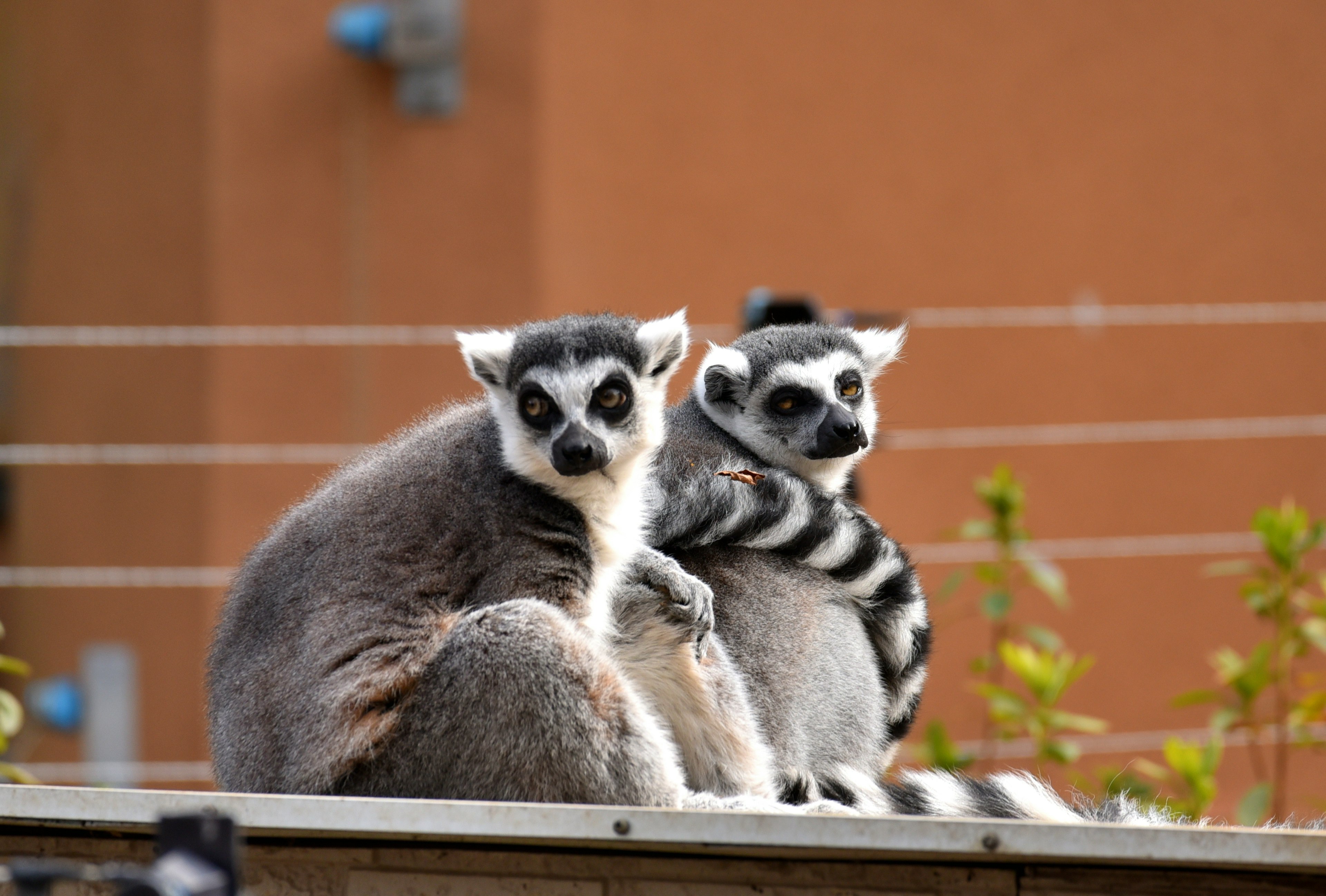 Due lemuri dalla coda ad anelli seduti vicini