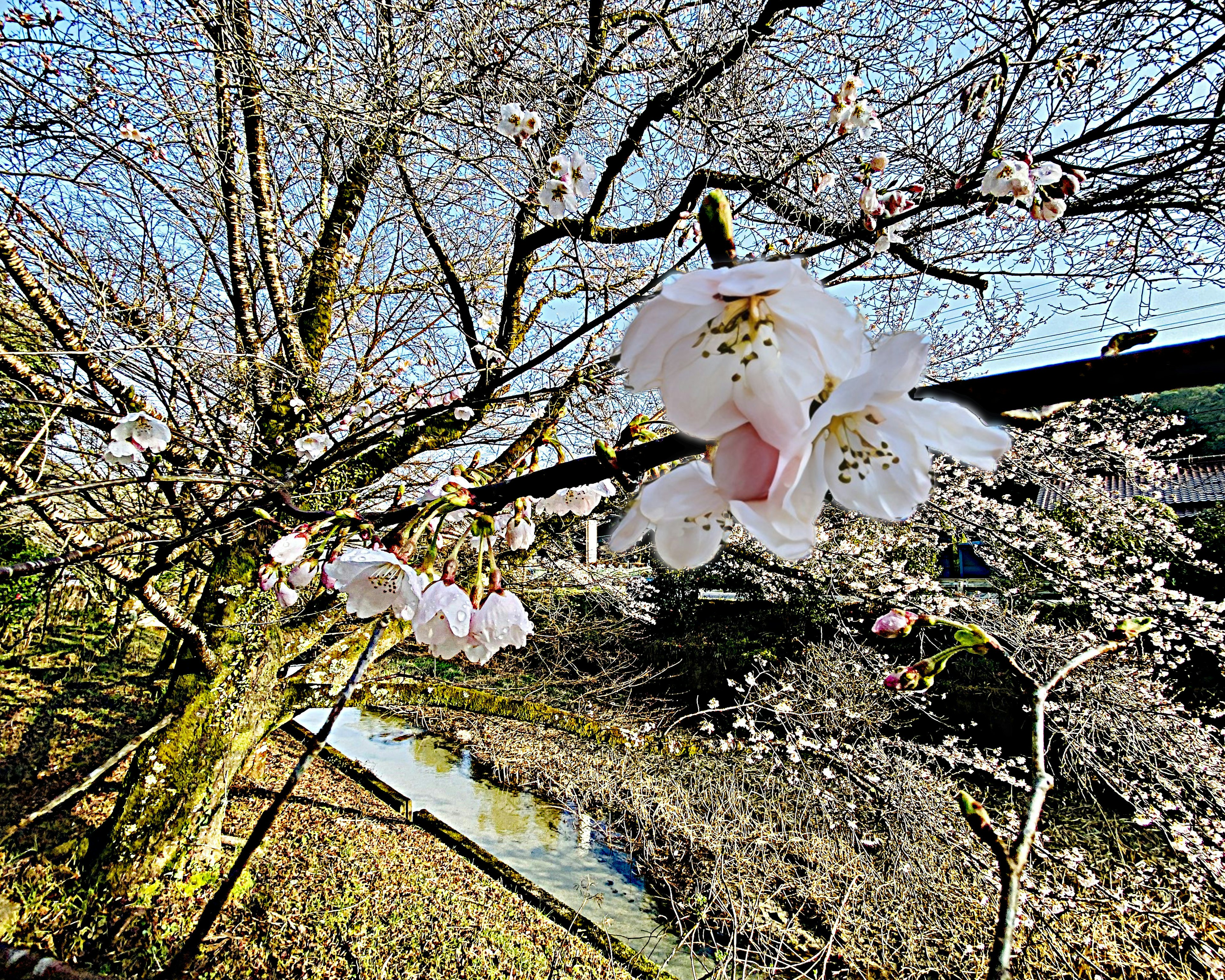 桜の花が咲いている木と青空の景色