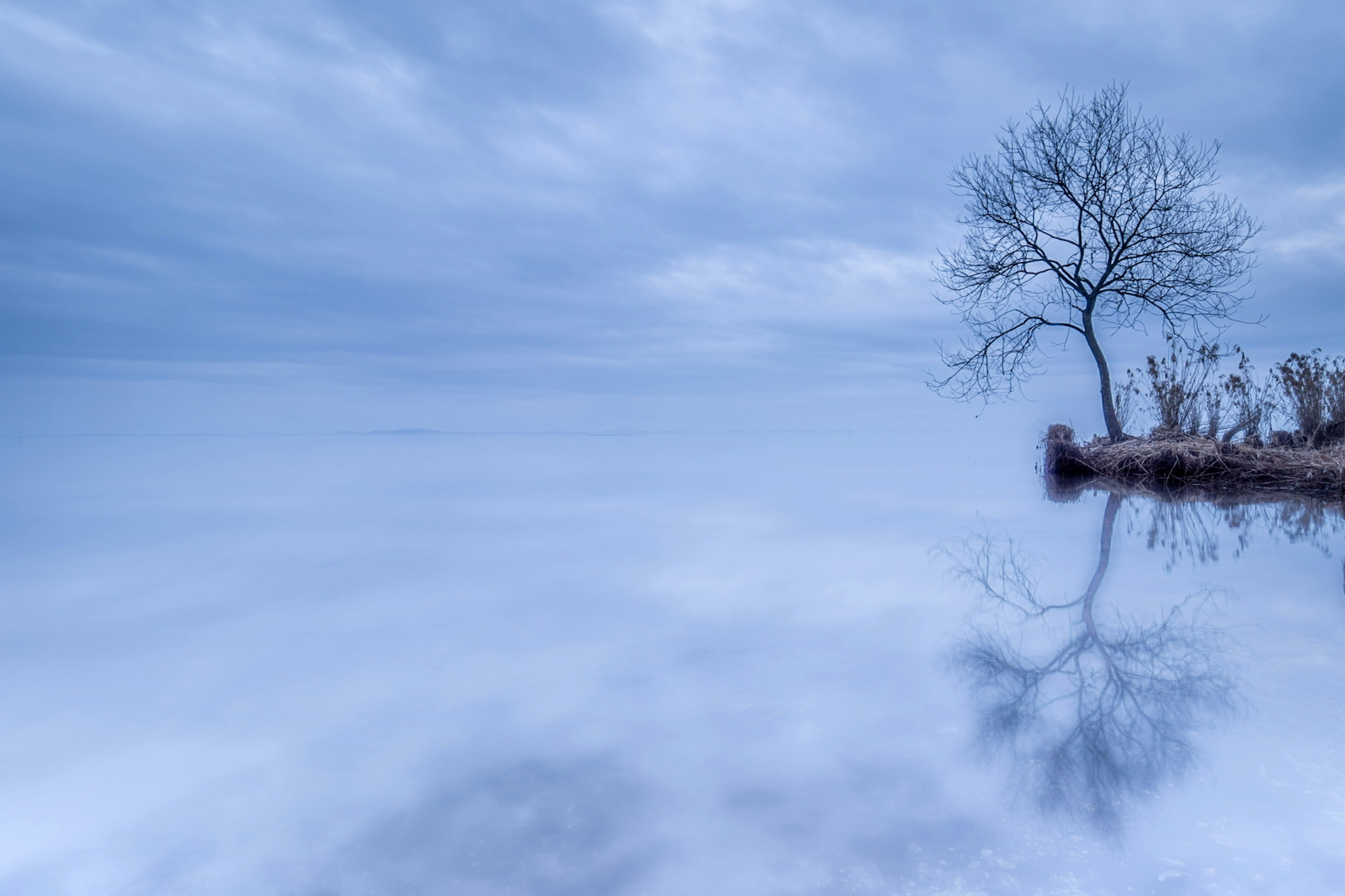 Silhouette di un albero al bordo di un lago calmo con il suo riflesso in un paesaggio blu