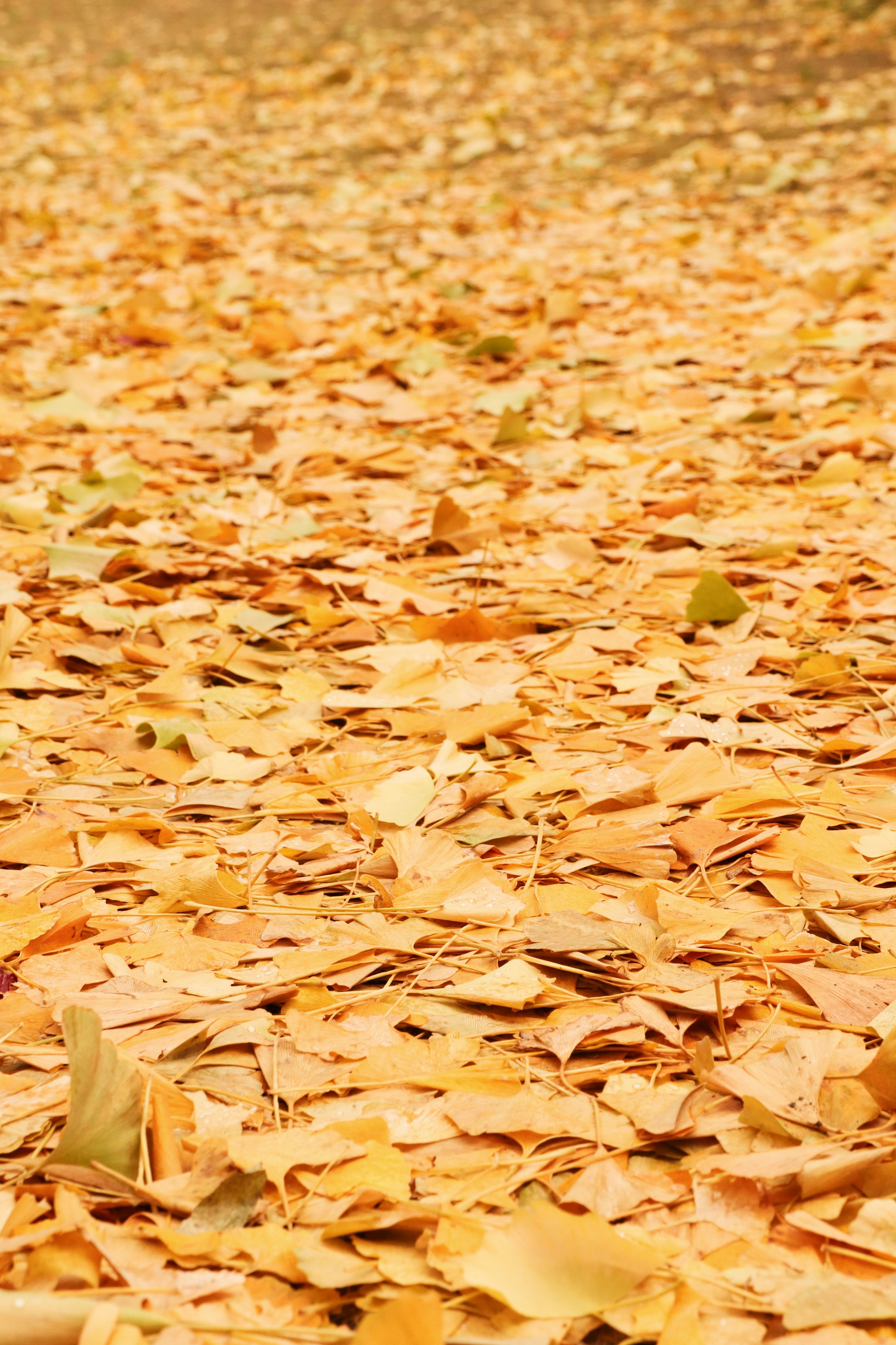 Ground covered with autumn leaves in warm golden tones