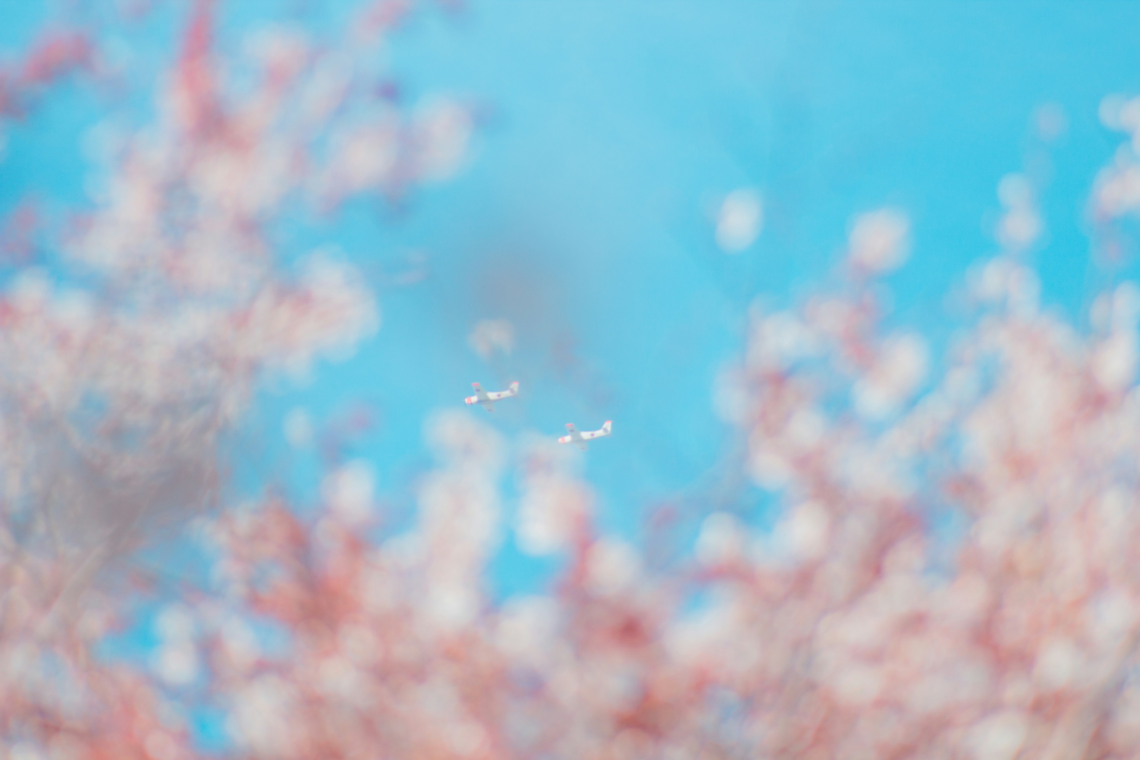 青空を背景にした桜の花が咲いているシーン