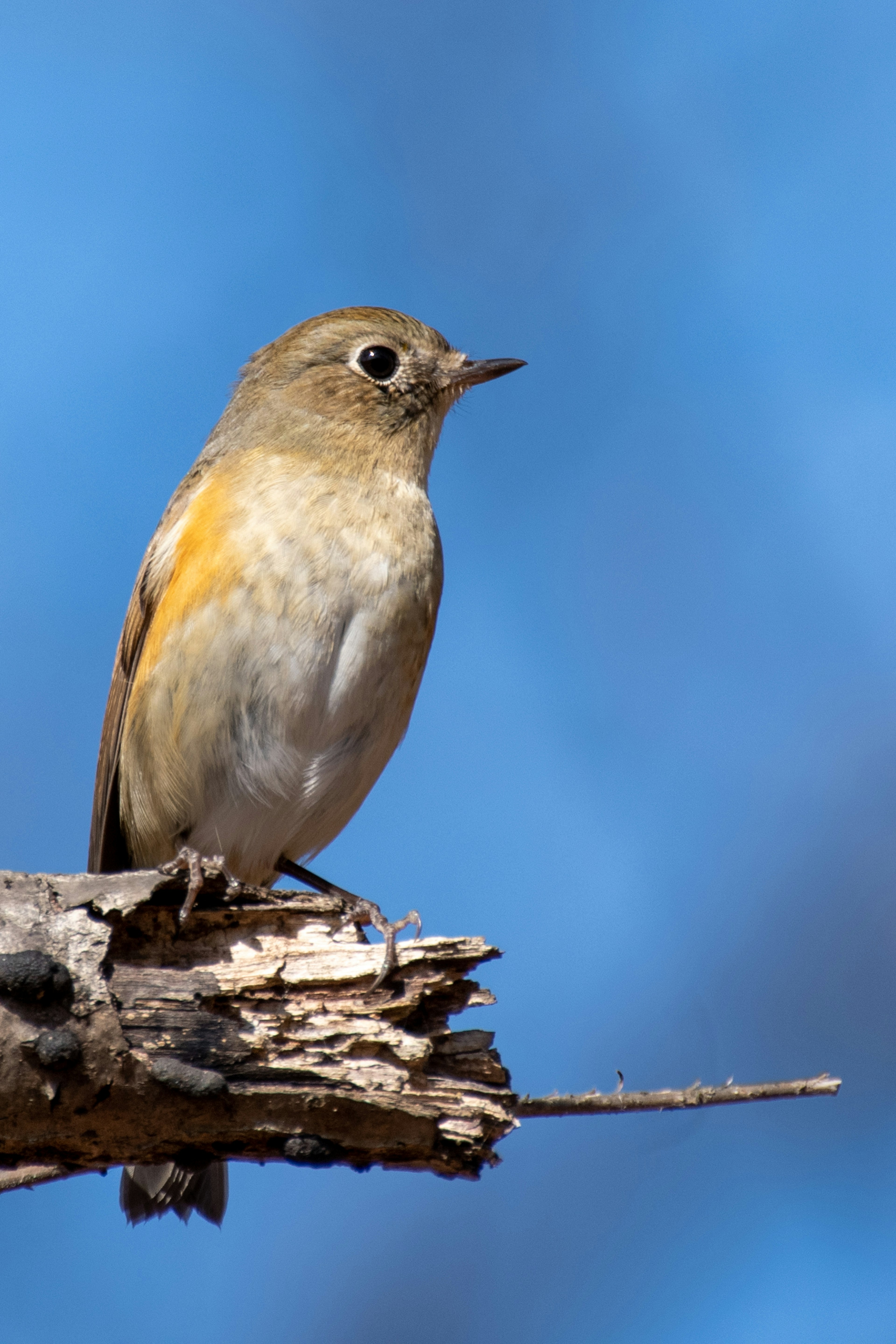 Pájaro pequeño posado en una rama con fondo azul