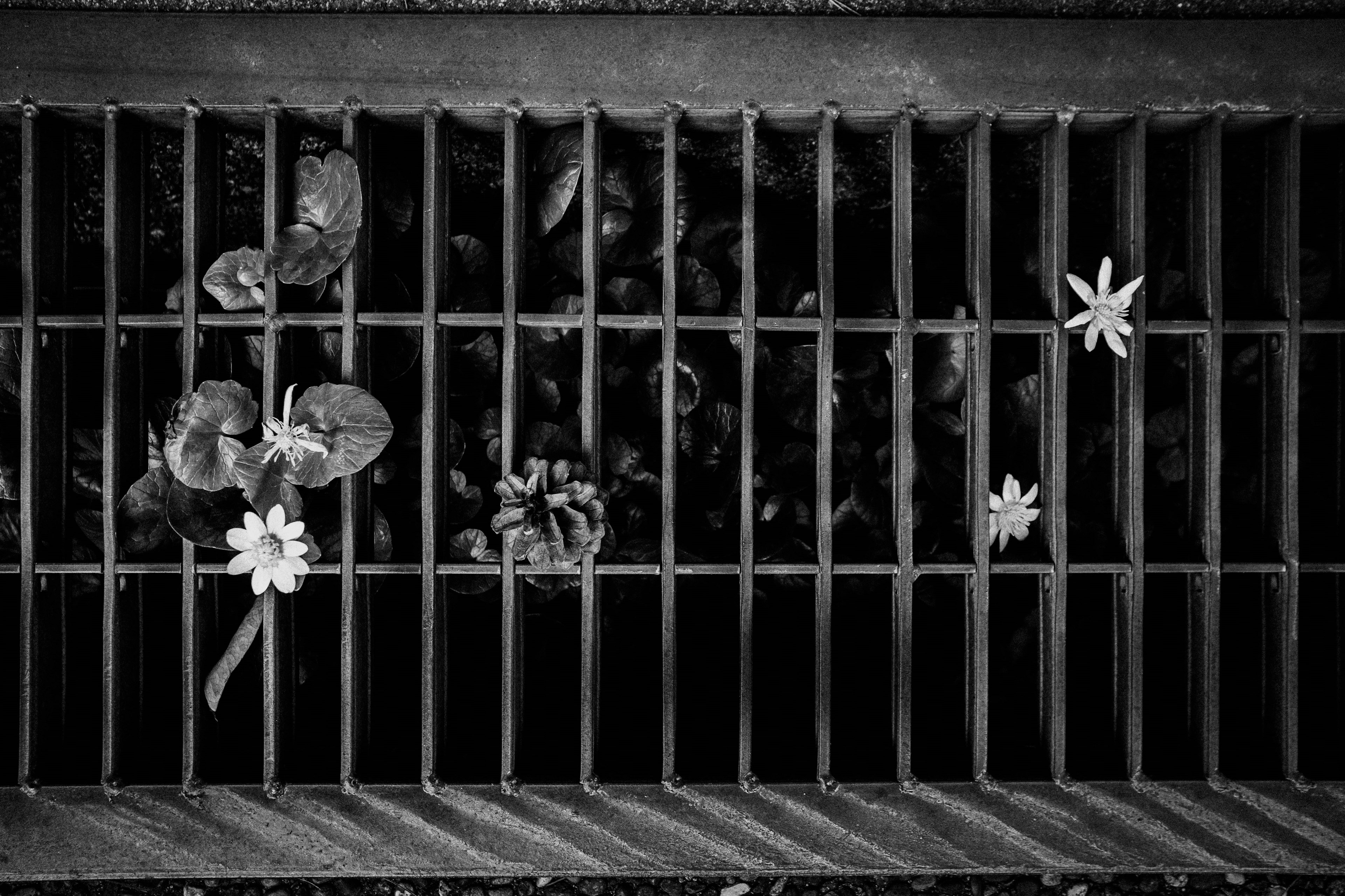 Flores blancas y hojas verdes atrapadas en un desagüe en rejilla