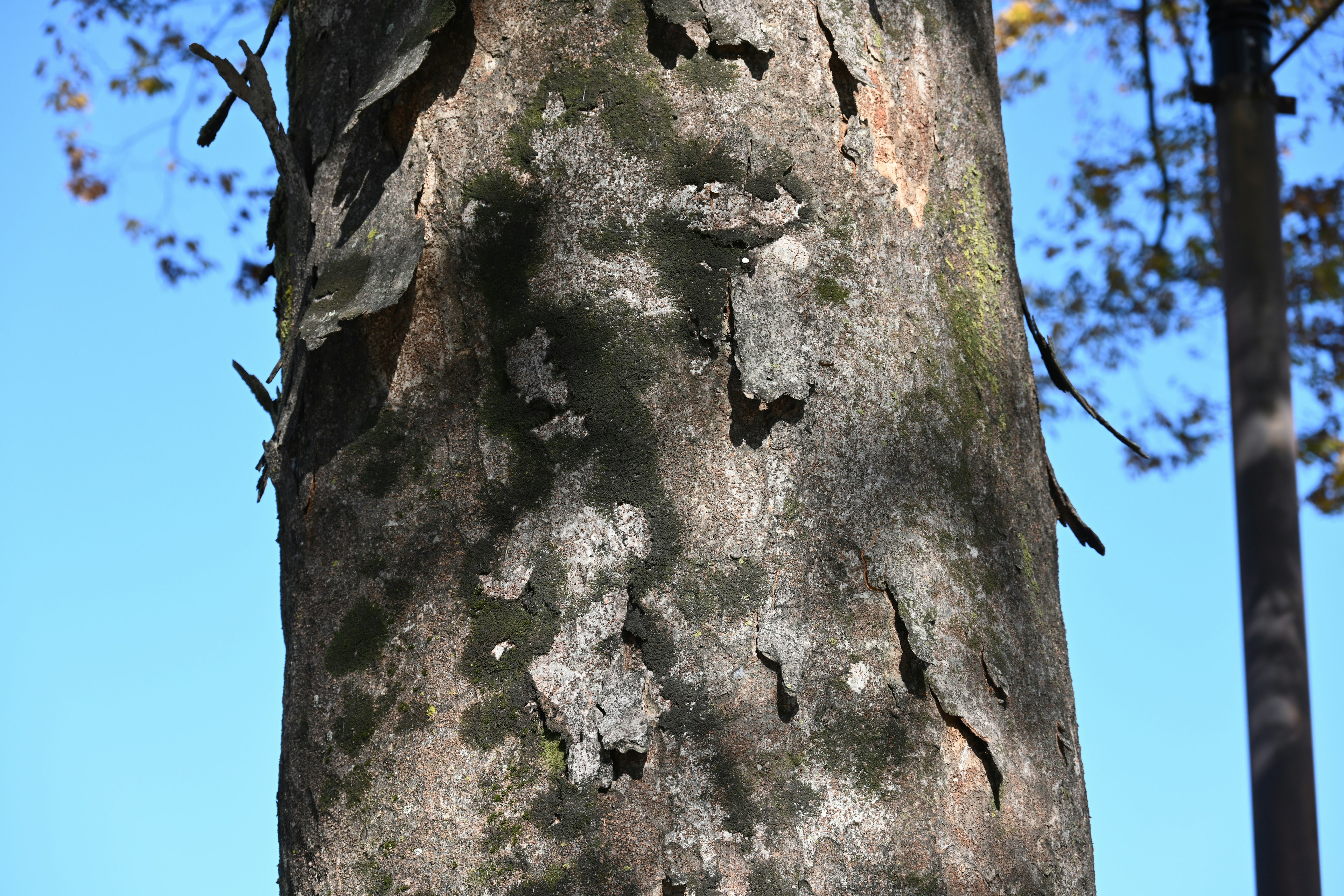 Gros plan d'un tronc d'arbre montrant la texture et les ombres