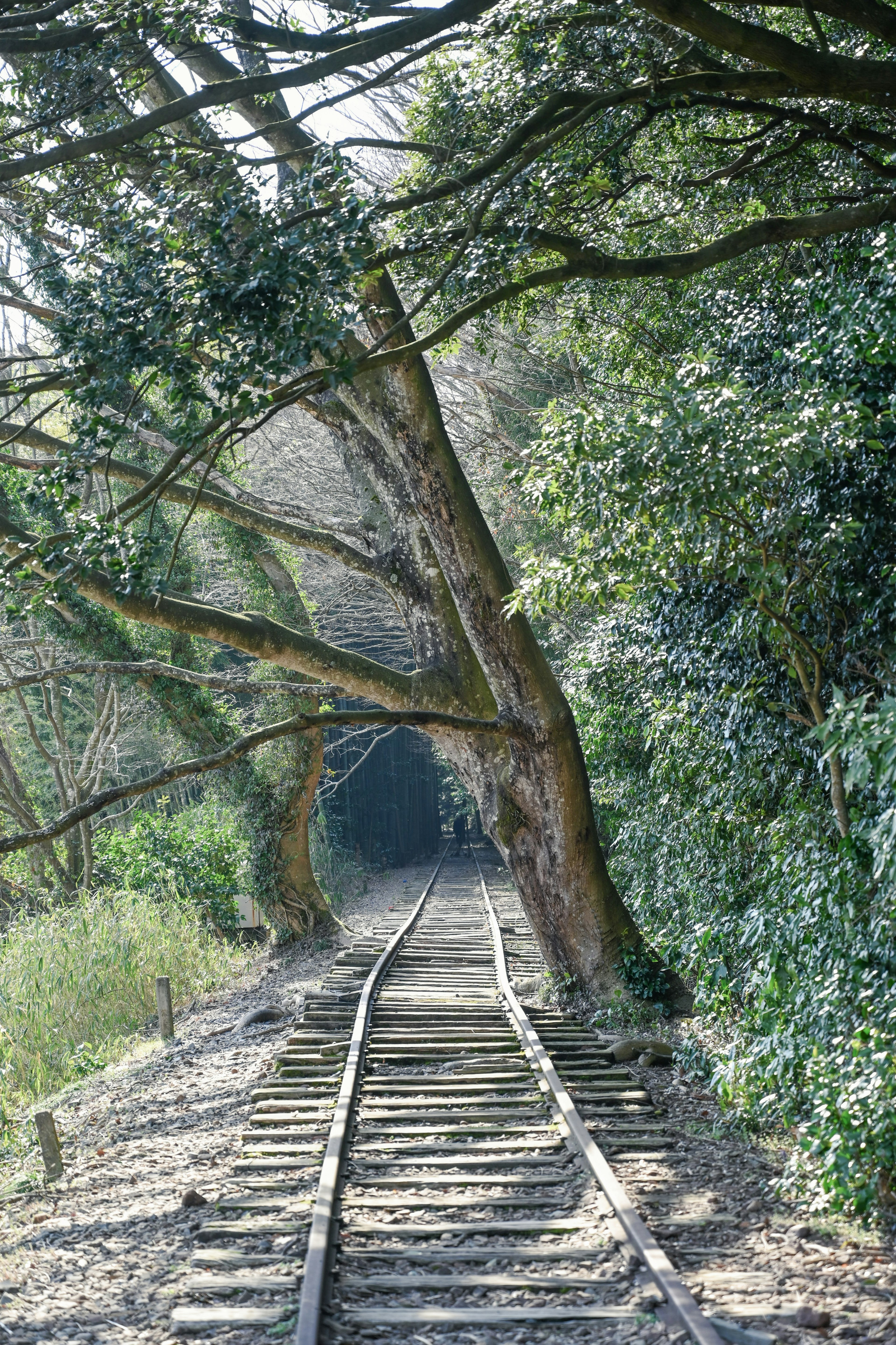 Binari ferroviari incorniciati da alberi che creano un tunnel naturale