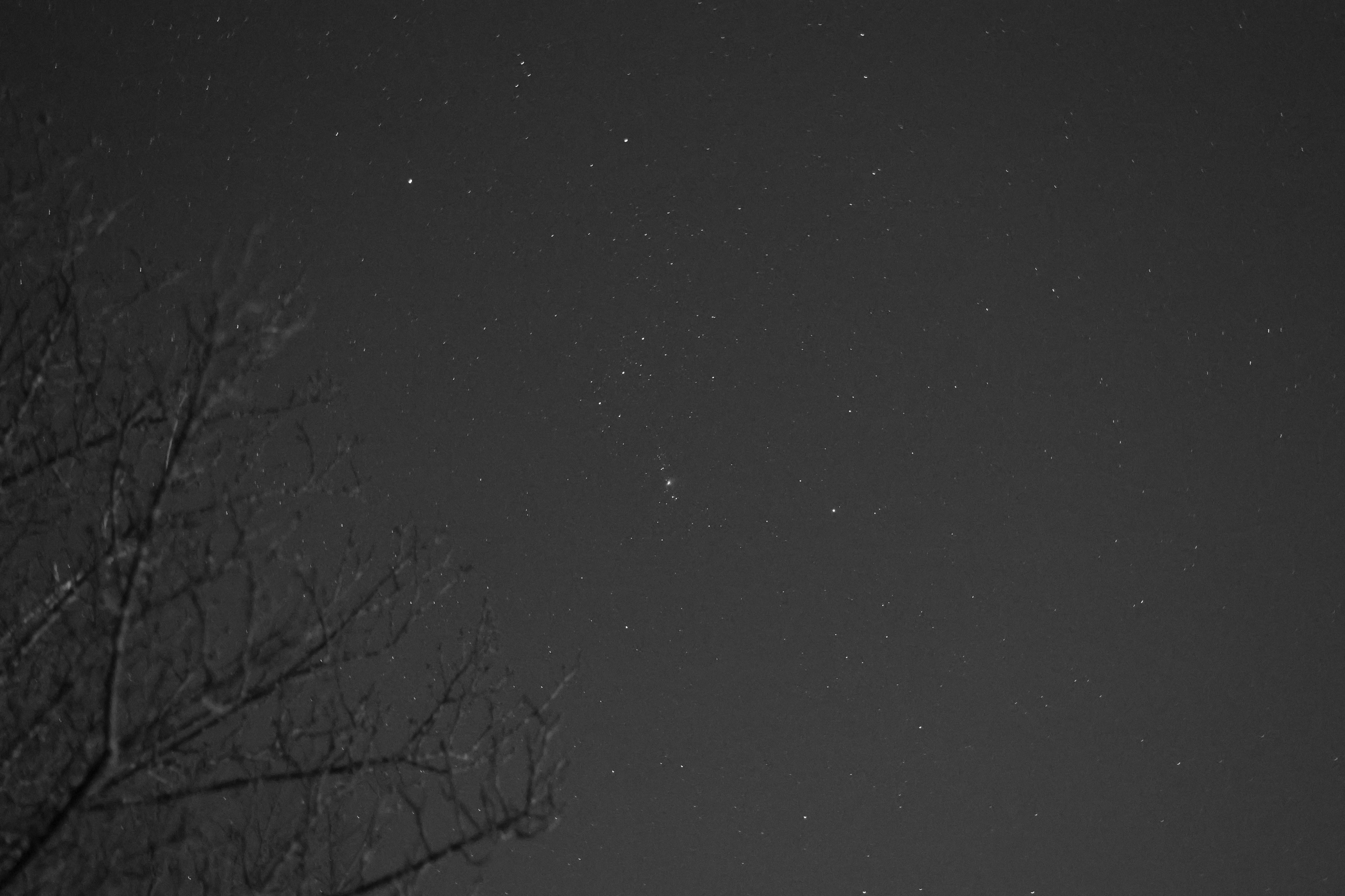 Cielo nocturno lleno de estrellas y silueta de un árbol