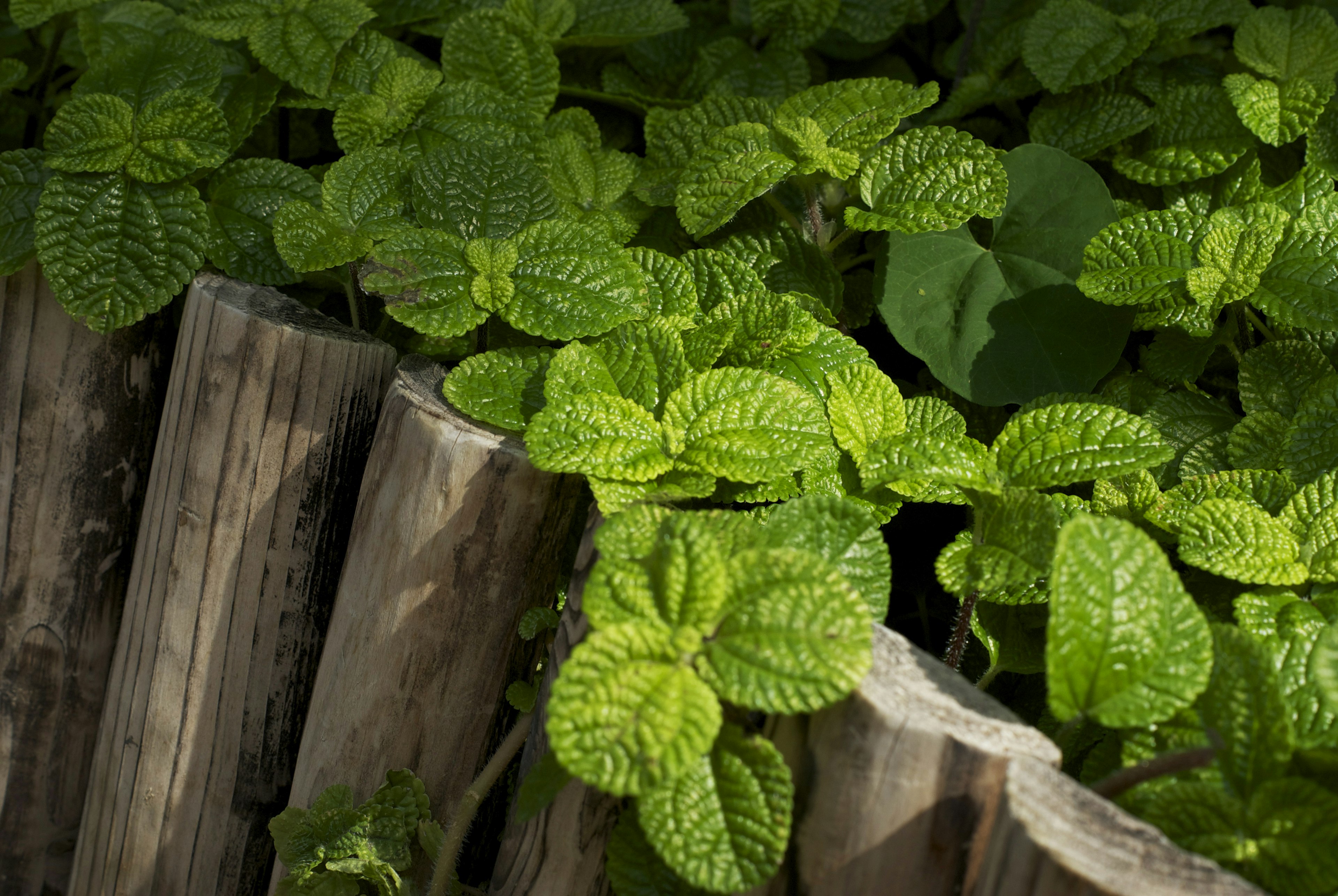 Feuilles vertes luxuriantes de plantes poussant à côté d'une clôture en bois