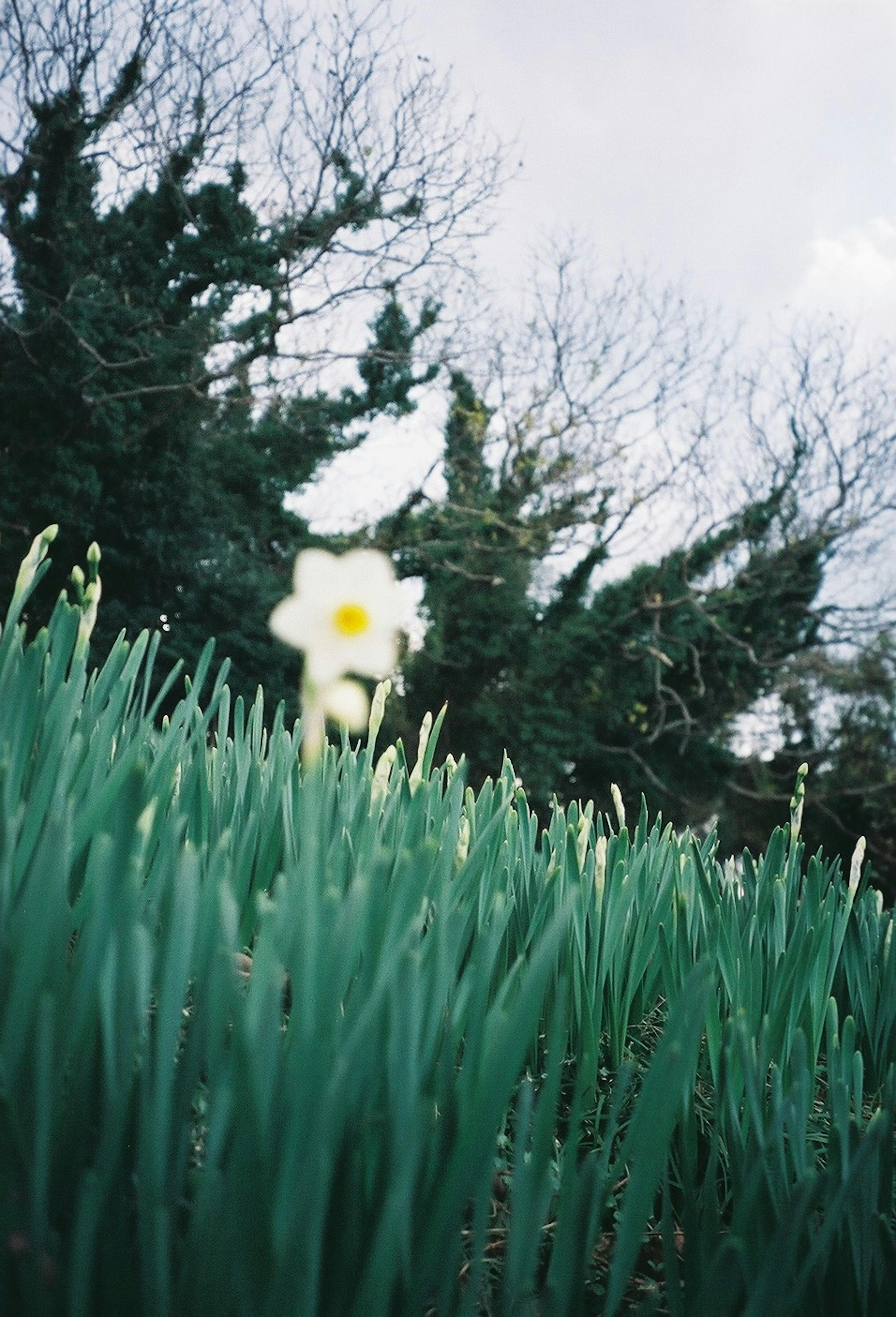 Eine einzelne weiße Narzisse, die zwischen grünem Gras blüht, mit Bäumen im Hintergrund