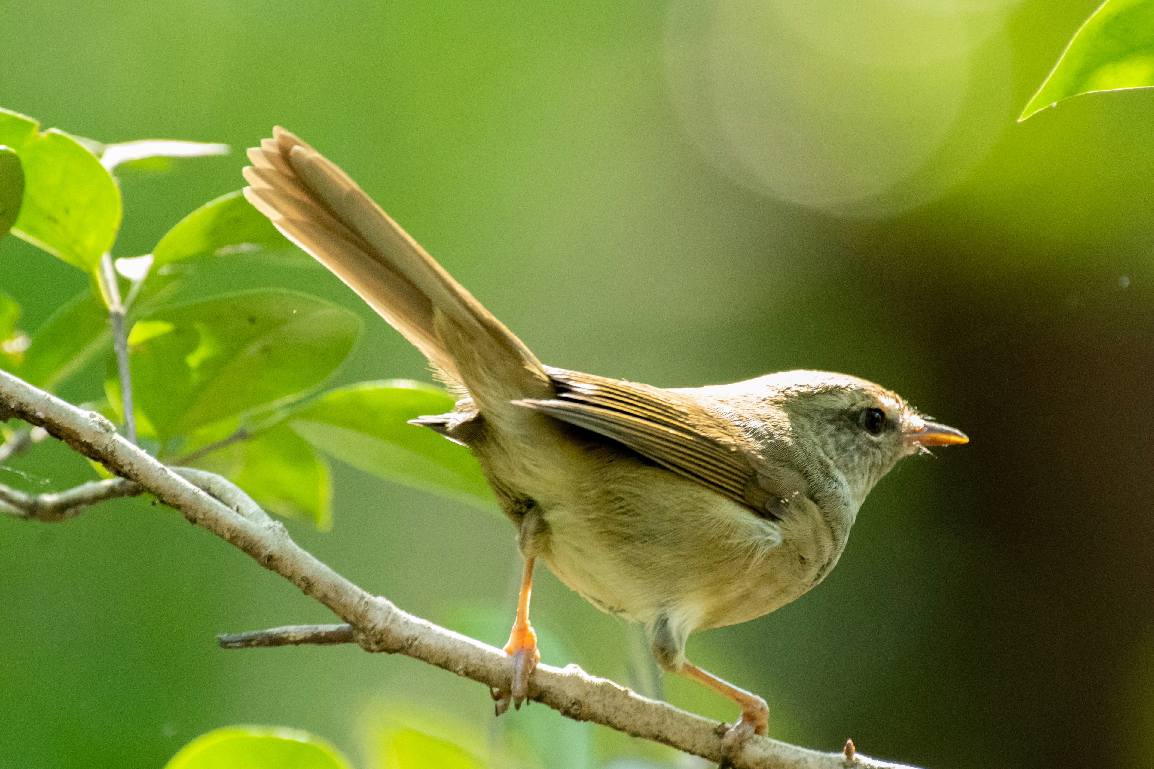 Pequeño pájaro posado en una rama con follaje verde al fondo