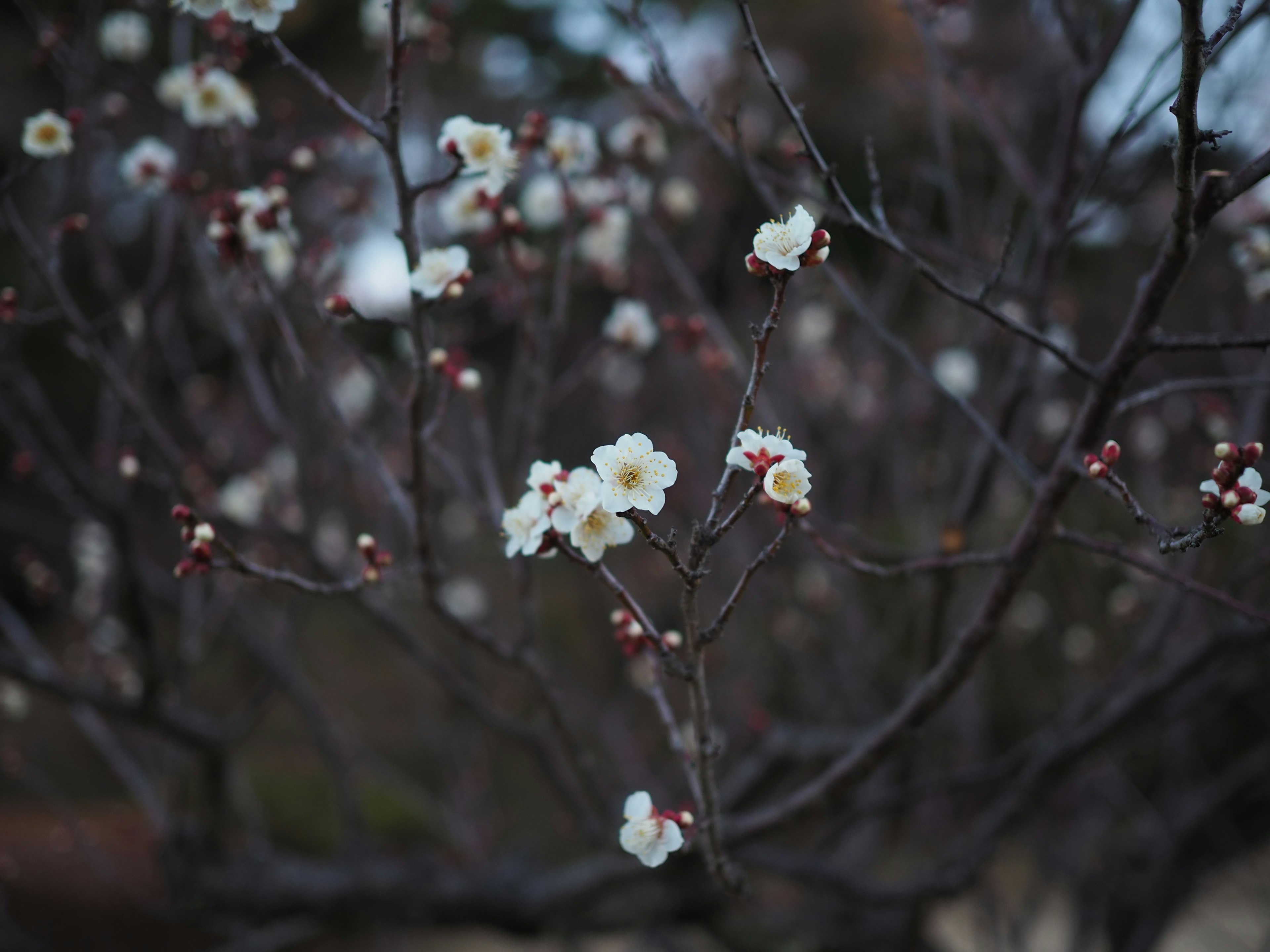 Zweige eines Pflaumenbaums mit weißen Blüten vor dunklem Hintergrund