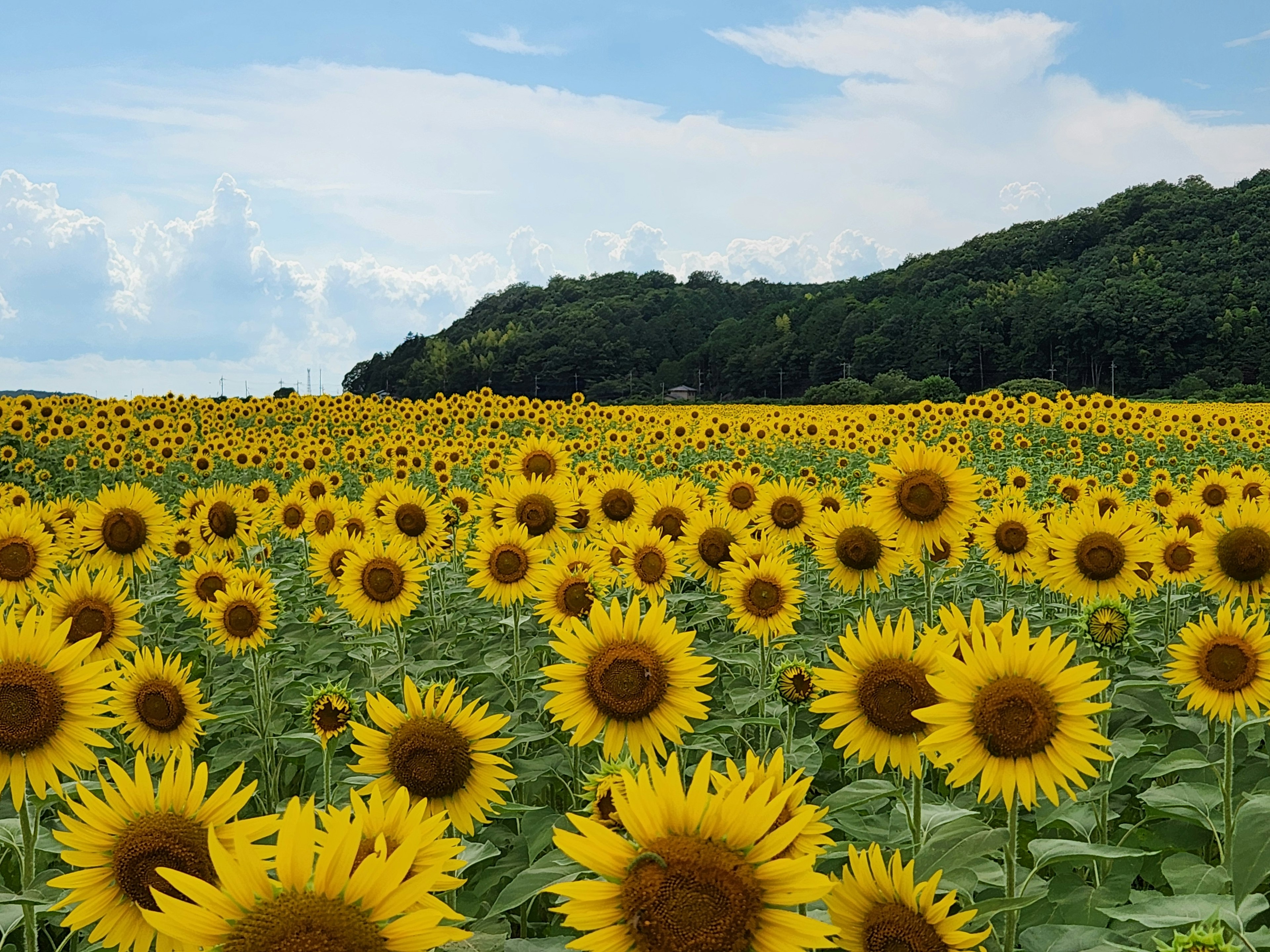 Vast sunflower field under a blue sky