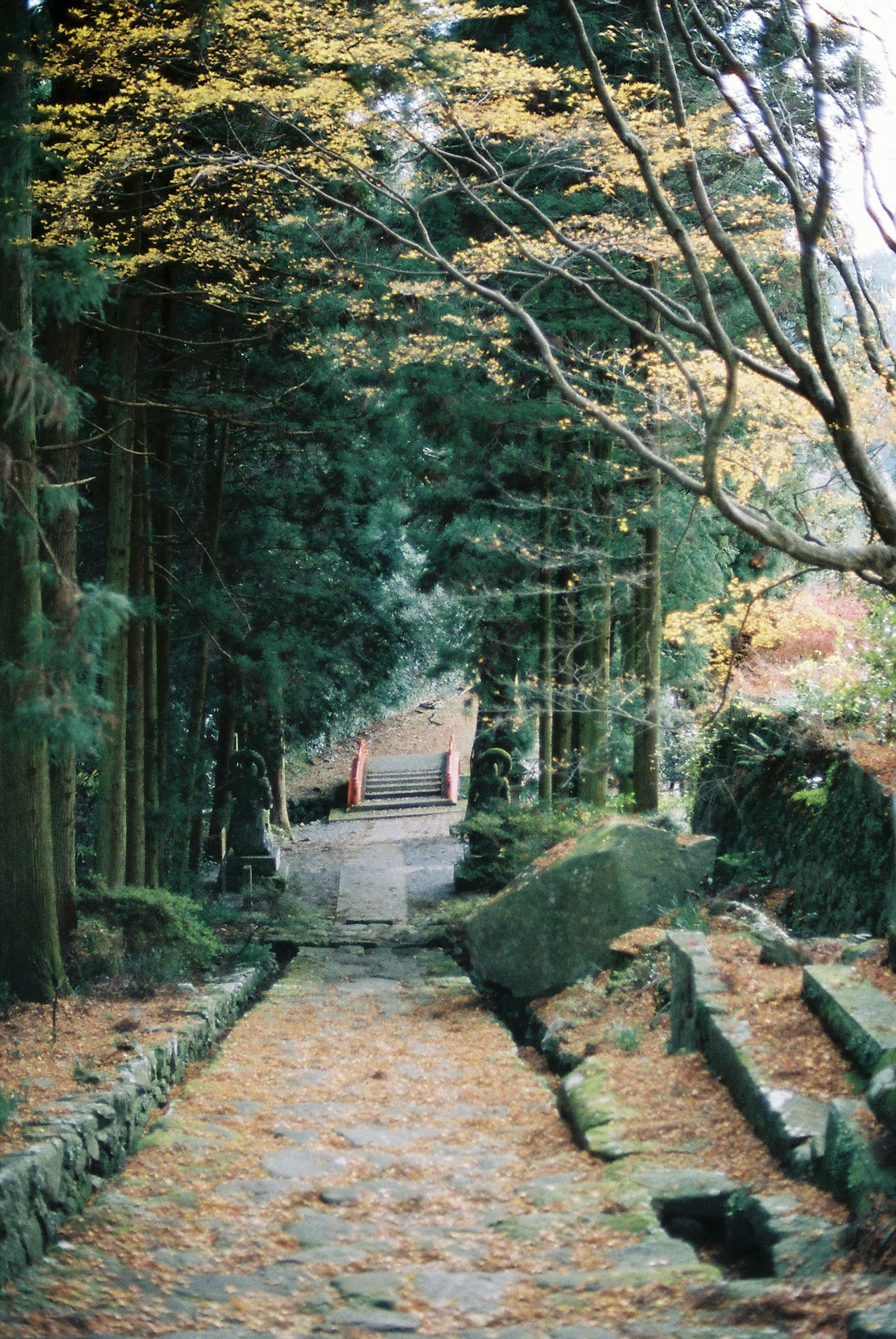 Stone pathway surrounded by green trees with fallen autumn leaves