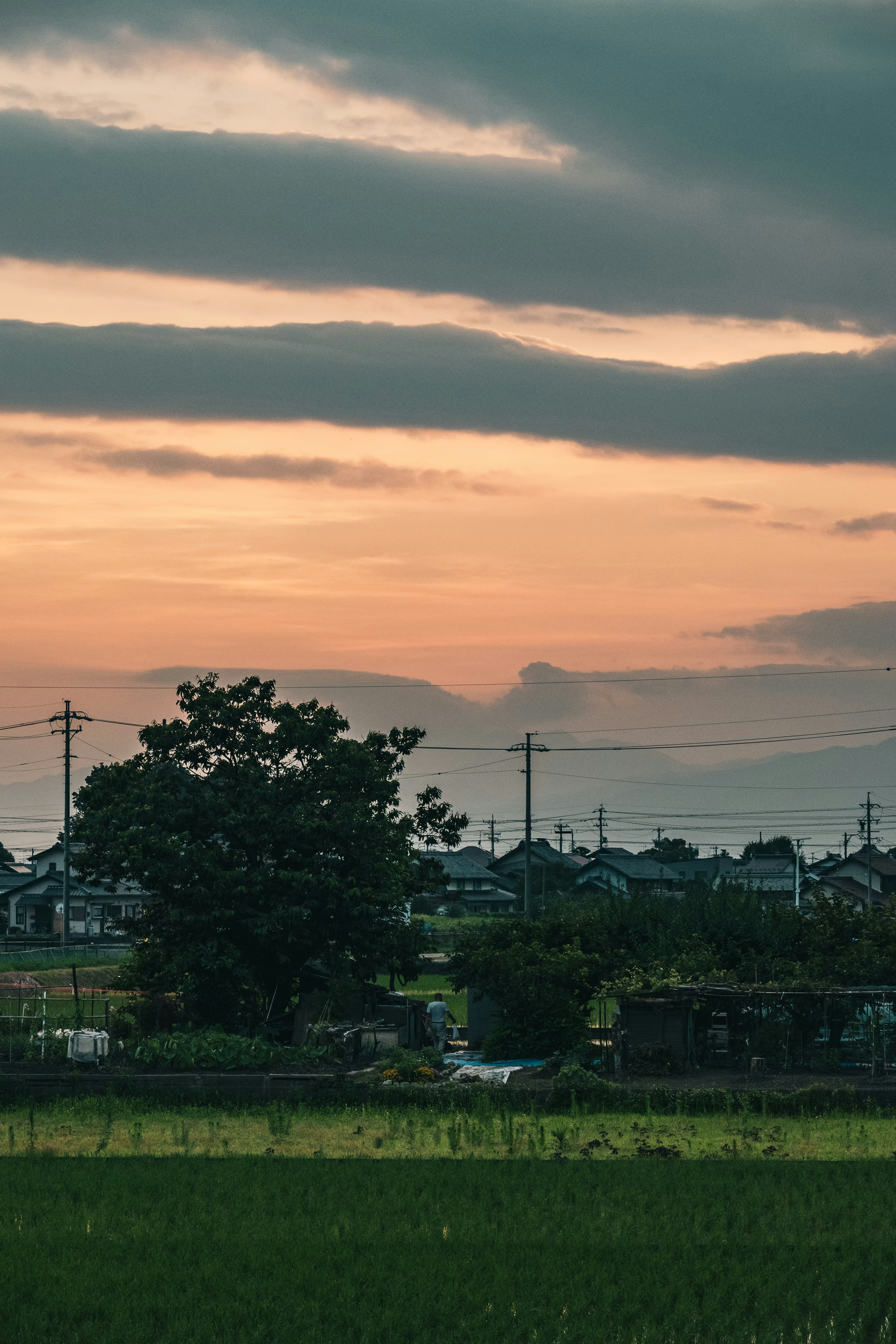 夕暮れの田園風景に立つ大きな木と静かな村