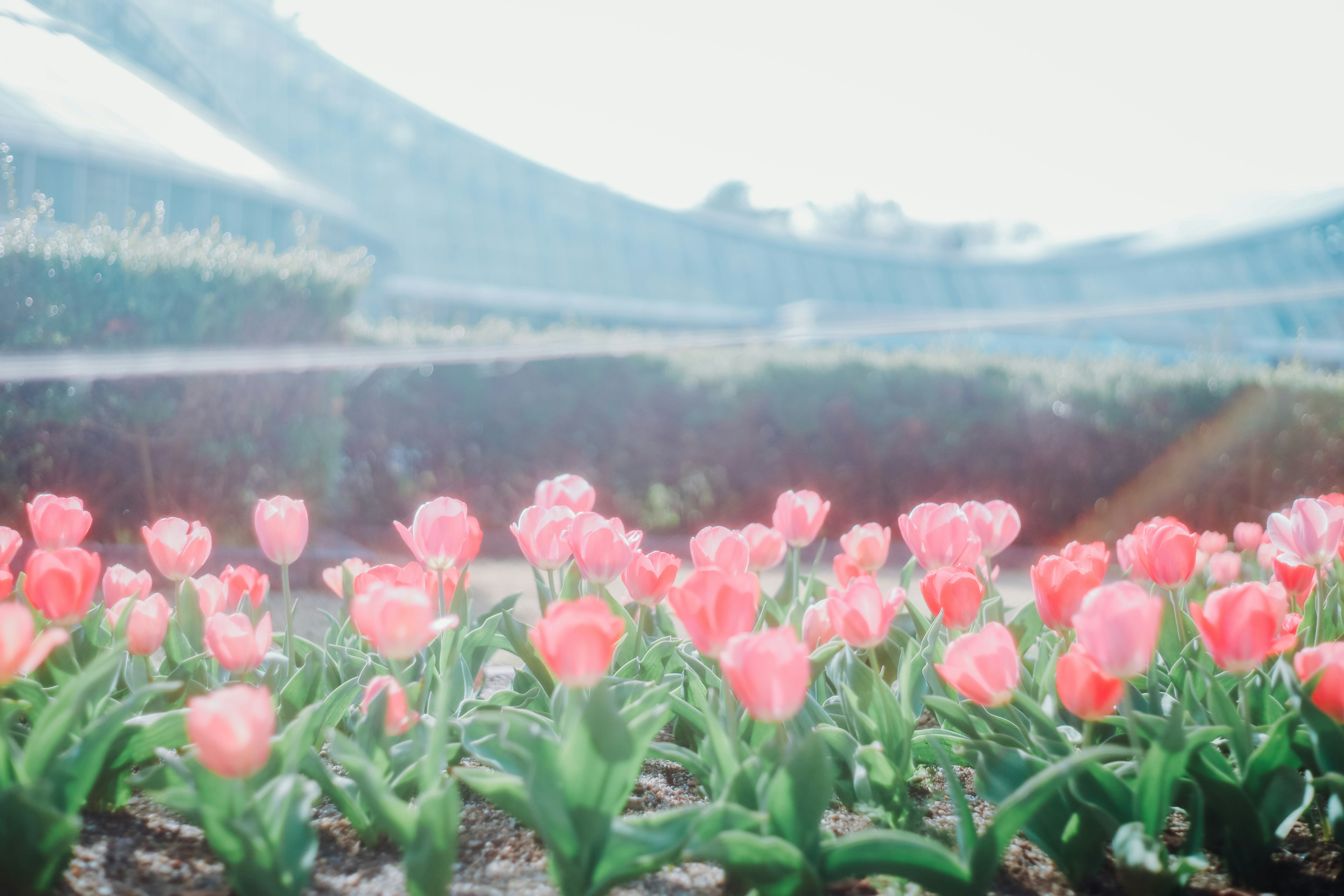 Field of blooming pink tulips with soft sunlight