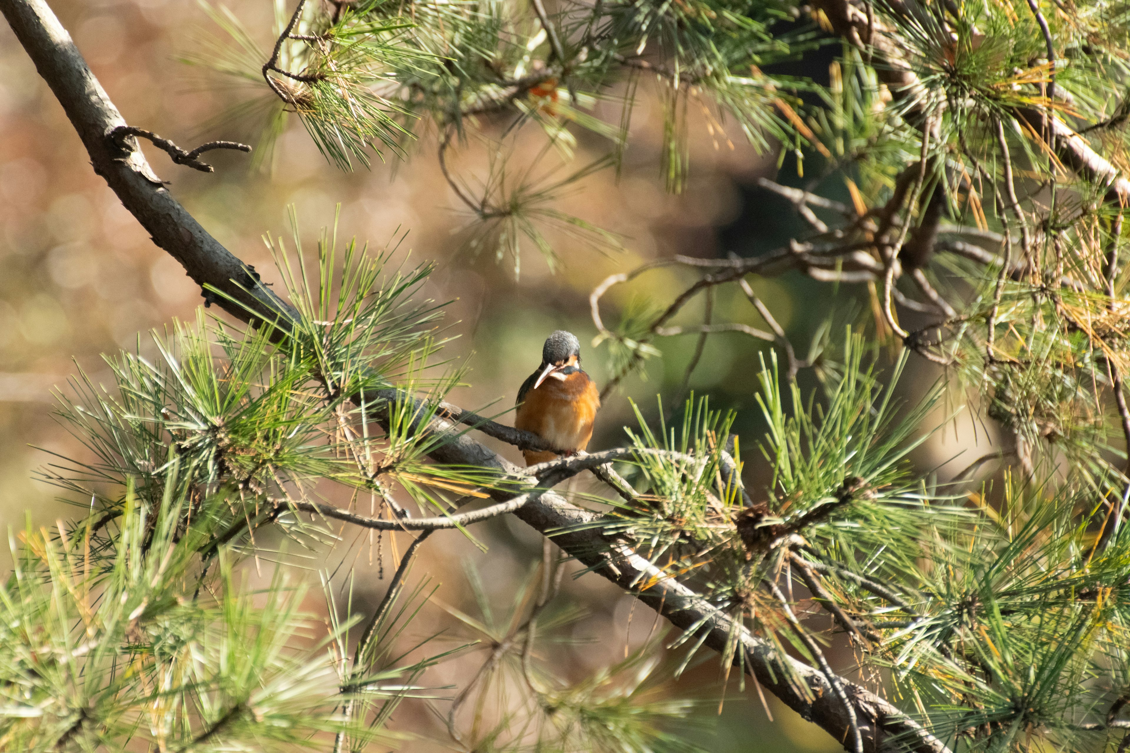 A colorful bird perched on a tree branch surrounded by green foliage