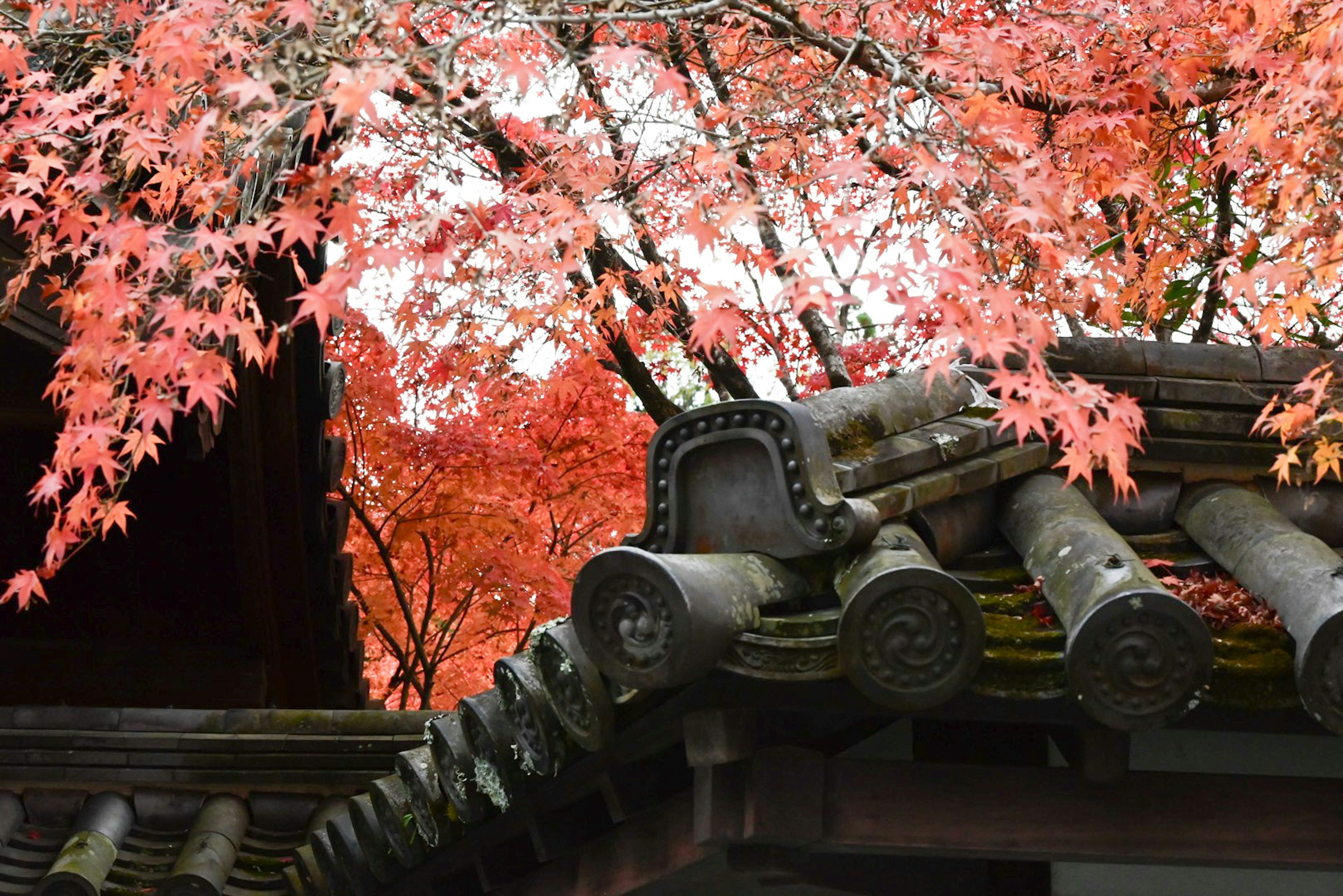 Toit japonais traditionnel avec des feuilles d'érable rouge vif