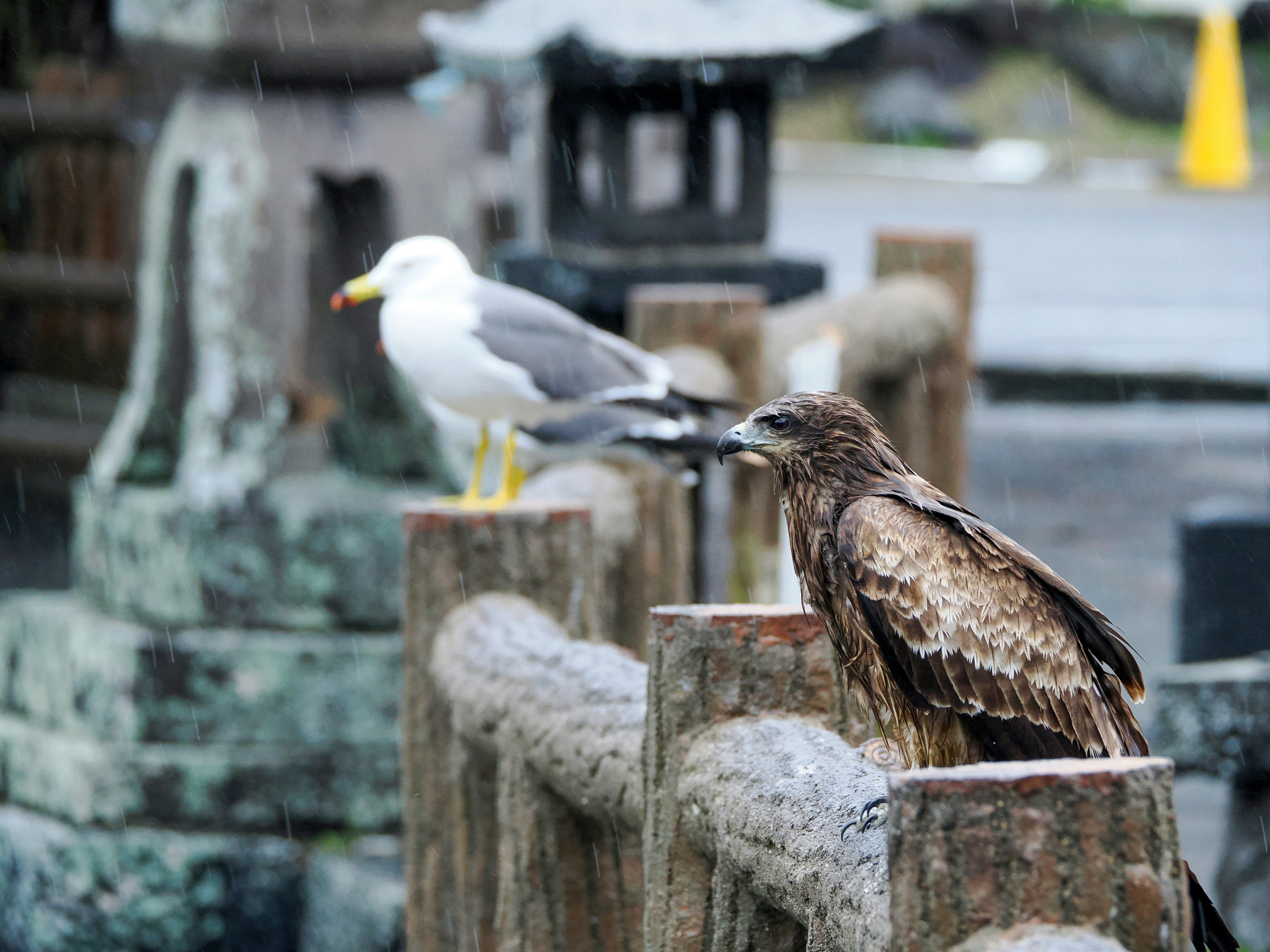 Gaviota dan elang bertengger di pagar kayu di bawah hujan