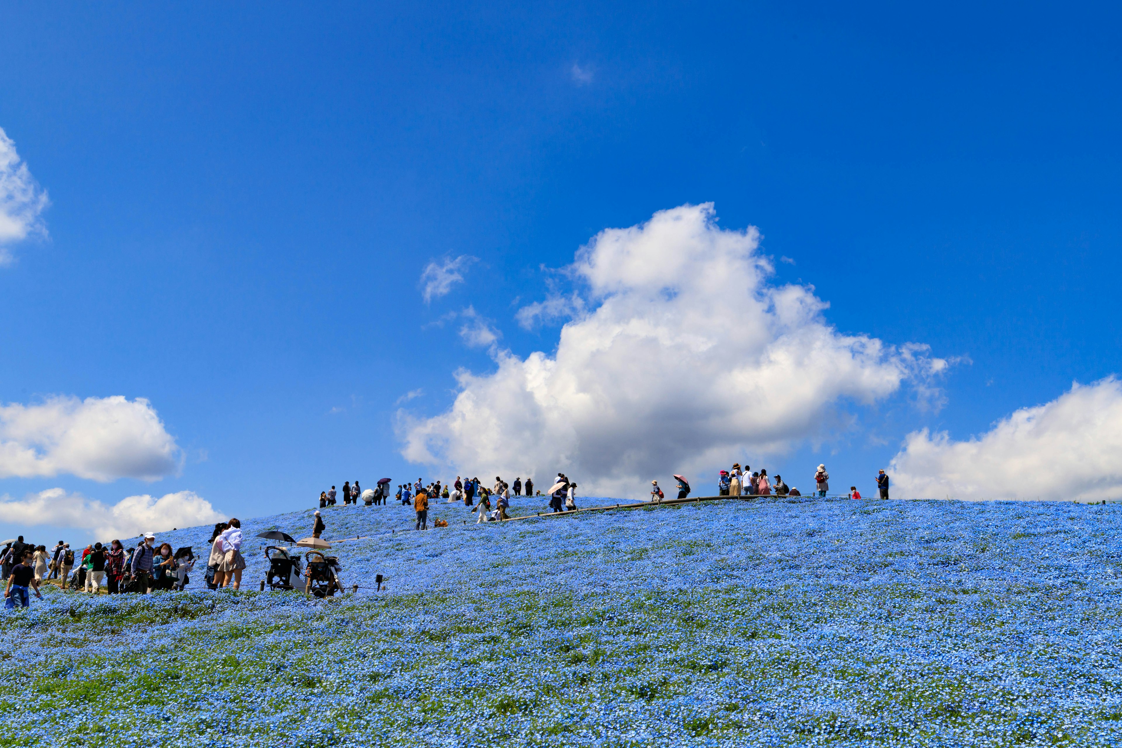 Besucher genießen einen Hügel, der mit blauen Blumen unter einem klaren Himmel bedeckt ist