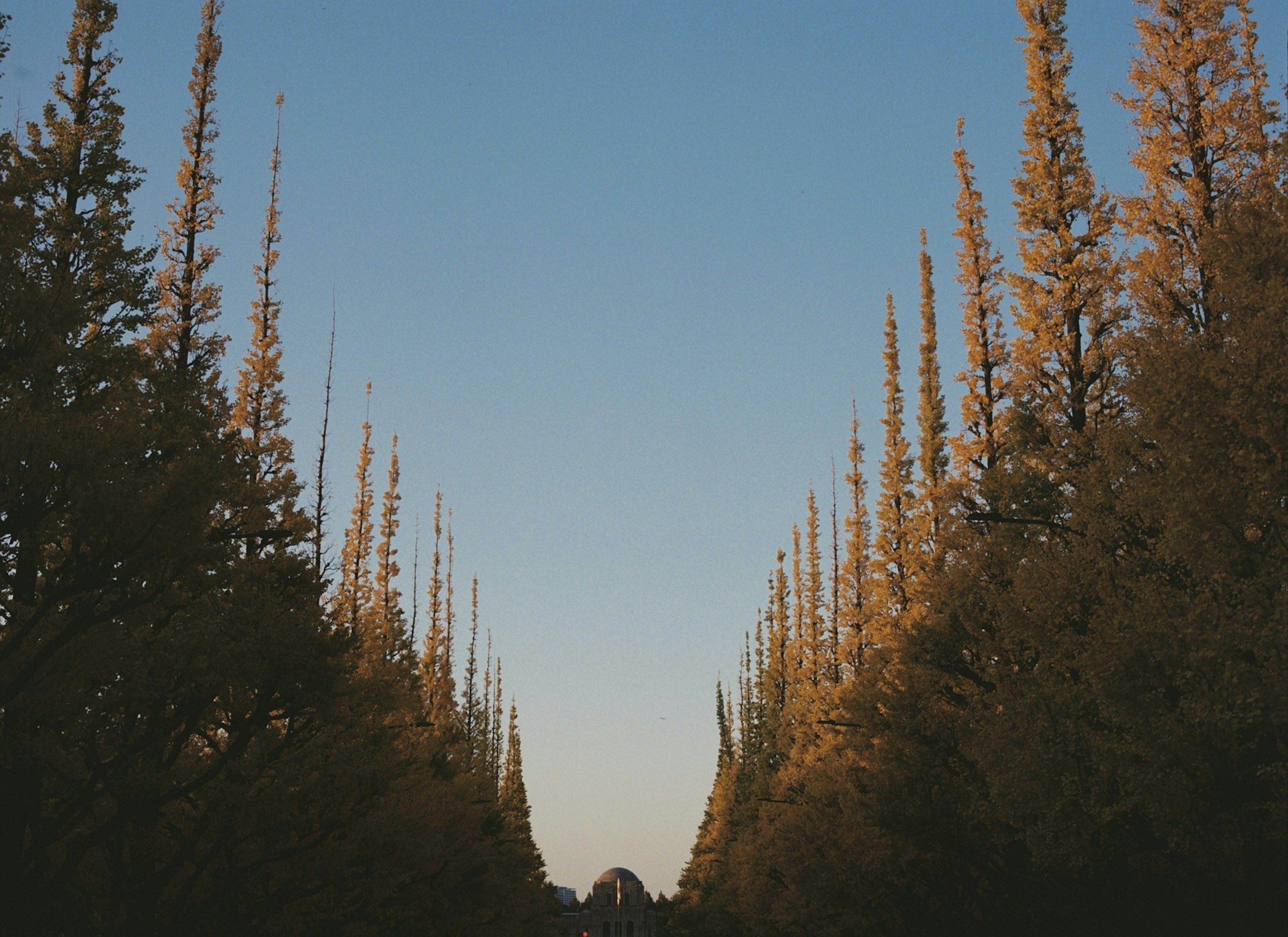 Un chemin pittoresque bordé d'arbres dorés et d'un ciel bleu clair