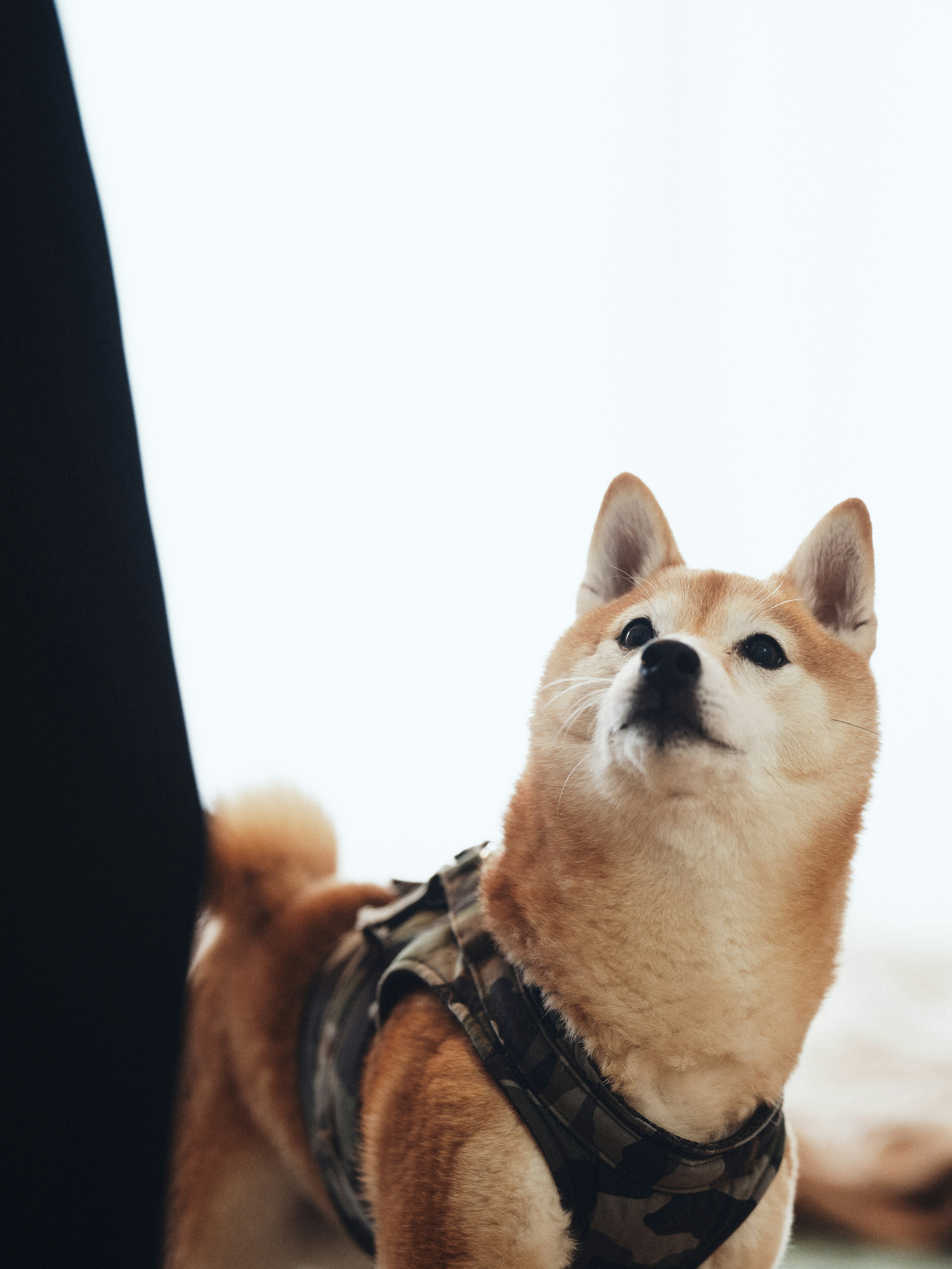 Shiba Inu wearing a camouflage harness looking up at its owner