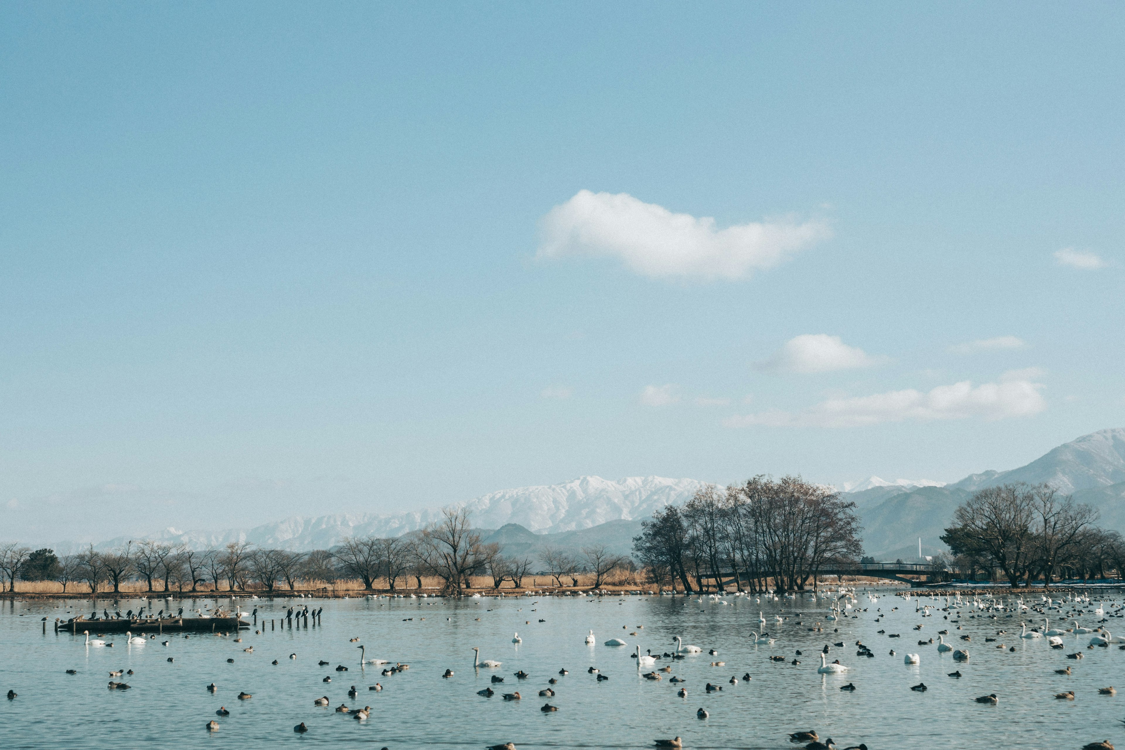 A serene lake with numerous waterfowl under a clear blue sky and distant mountains